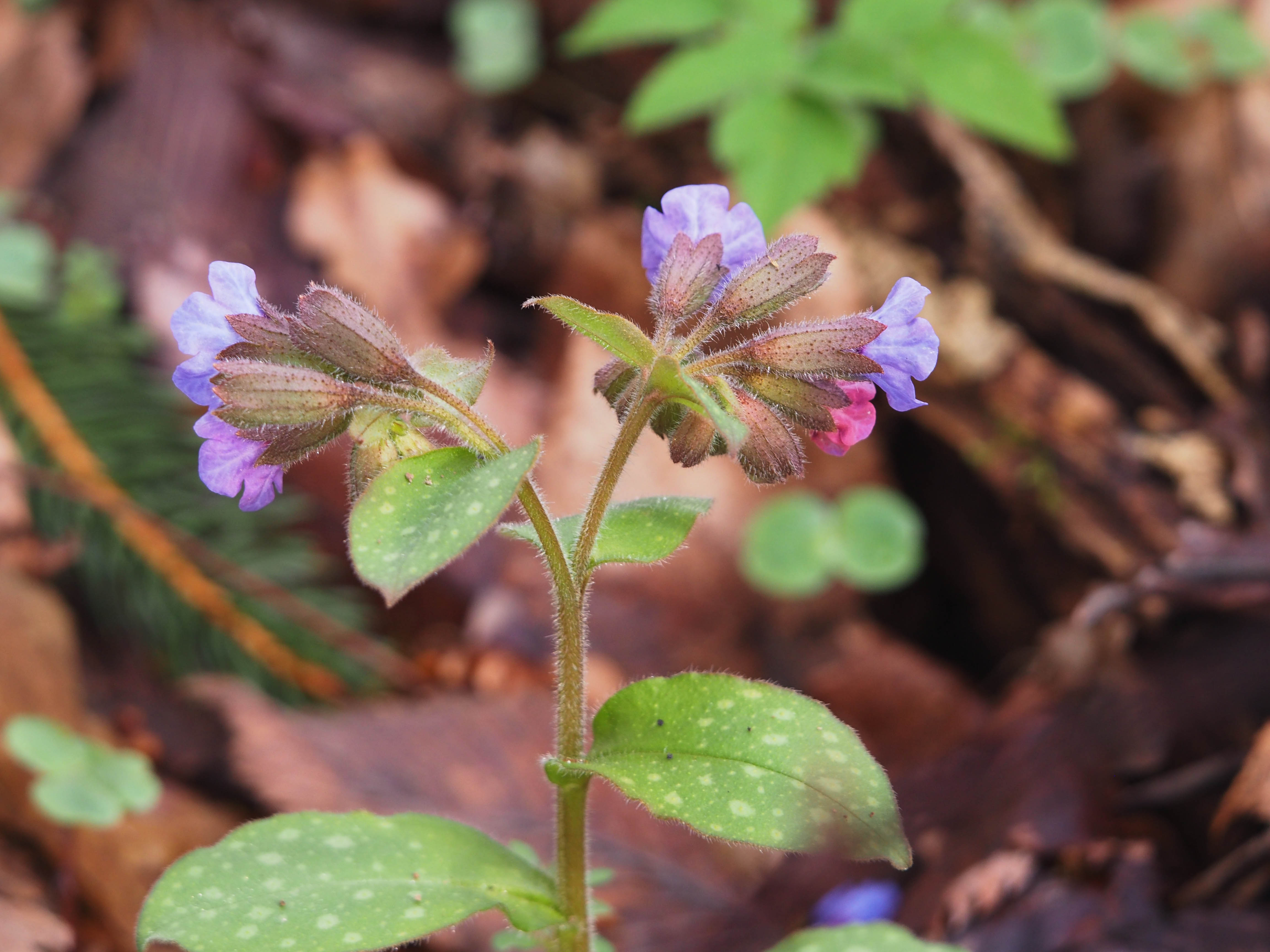 pulmonaria officinalis_kalsdorf.jpg