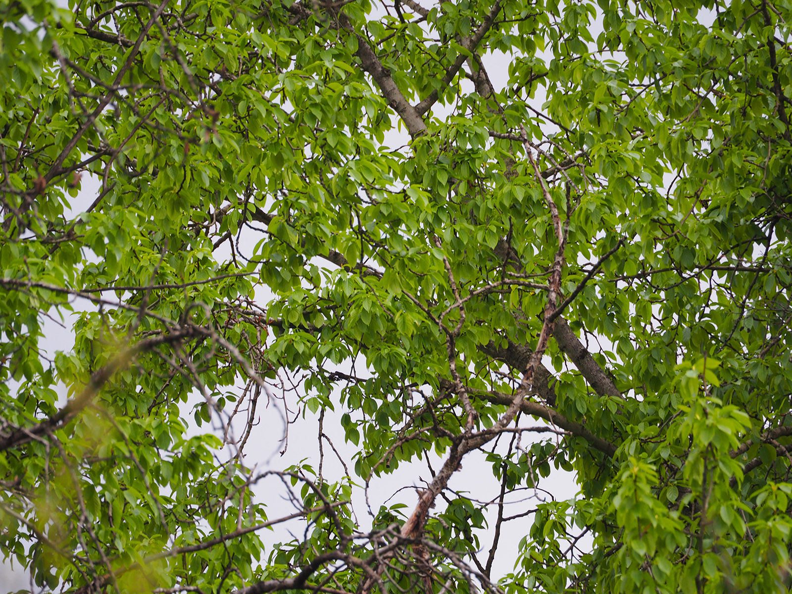 populus balsamifera_kalsdorf.jpg