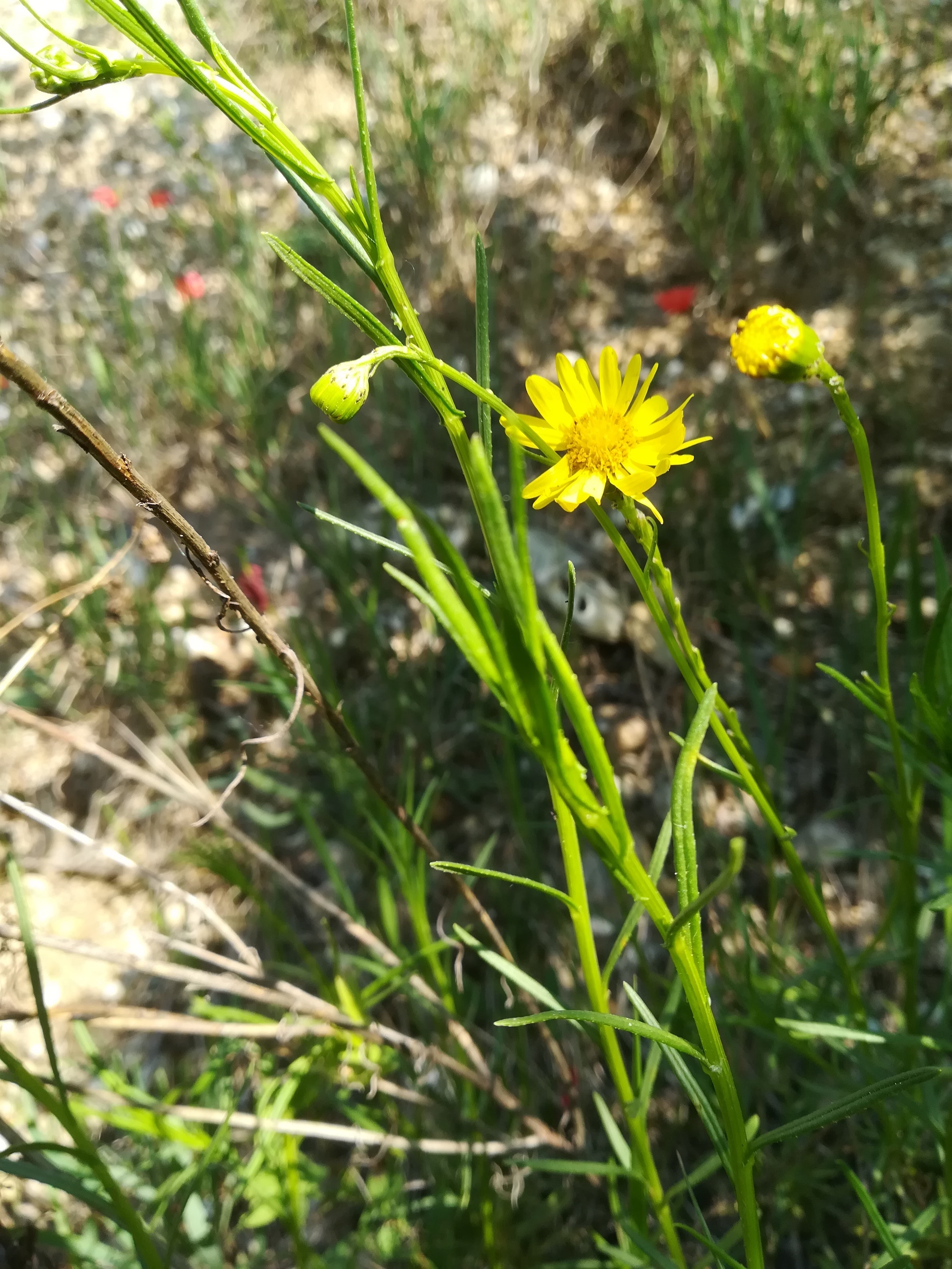 senecio inaequidens nahe bhf lassee_20180513_103649.jpg