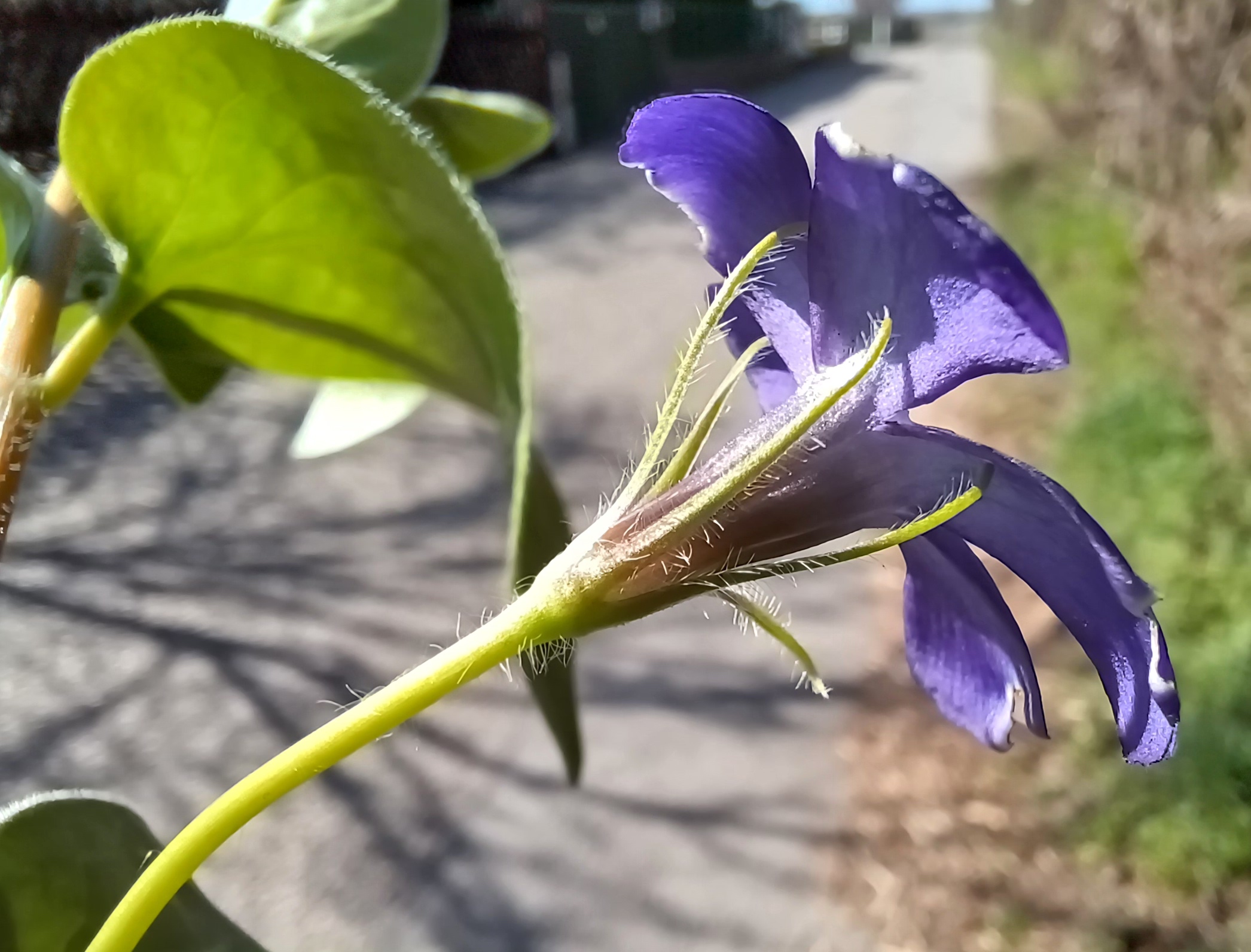 vinca major waldgasse ebergassing 20240323_102301.jpg