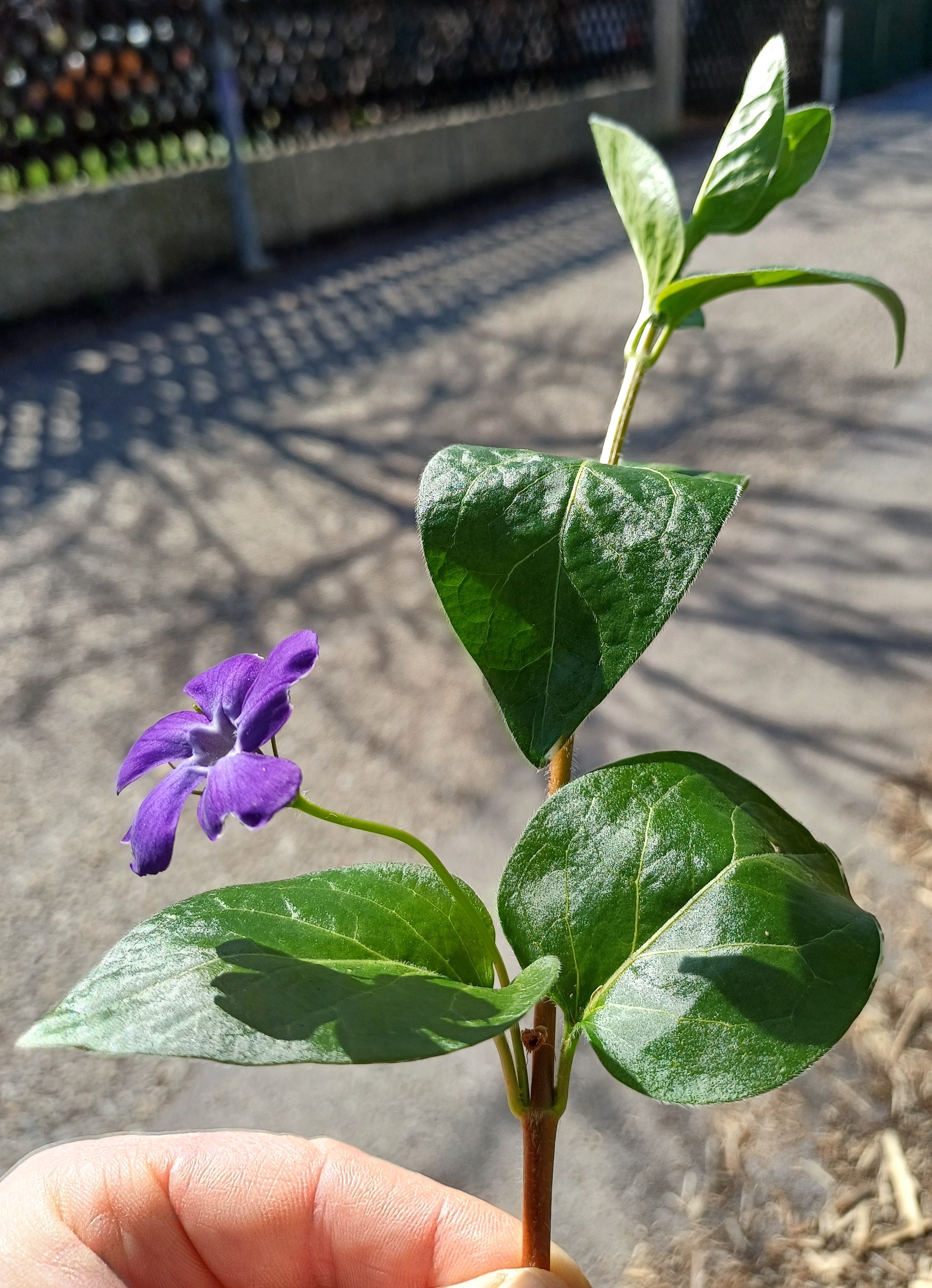 vinca major waldgasse ebergassing 20240323_102230.jpg