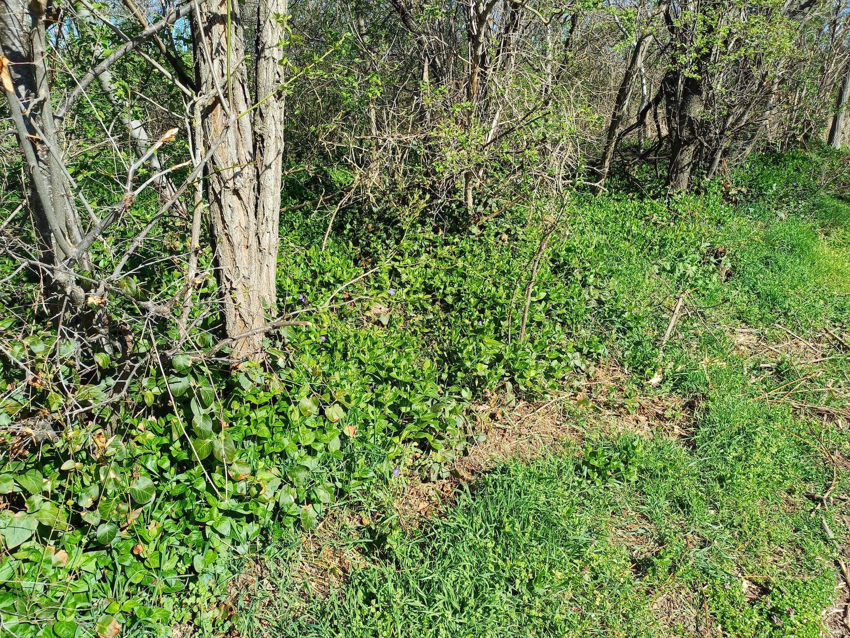 vinca major waldgasse ebergassing 20240323_102315.jpg