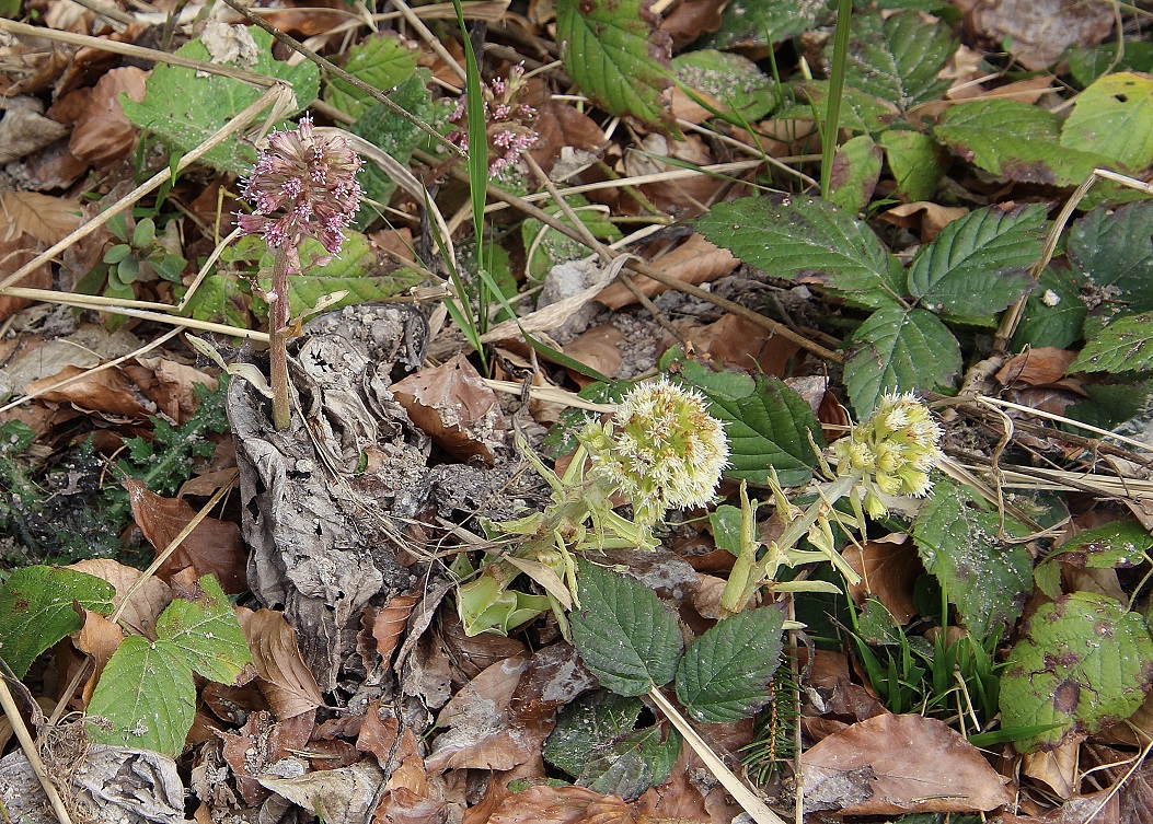 Ranzenbach - 22032024 - (75) -  - PB - Petasites hybridus - Bach-Pestwurz und Petasites albus - Weiß-Pestwurz.JPG