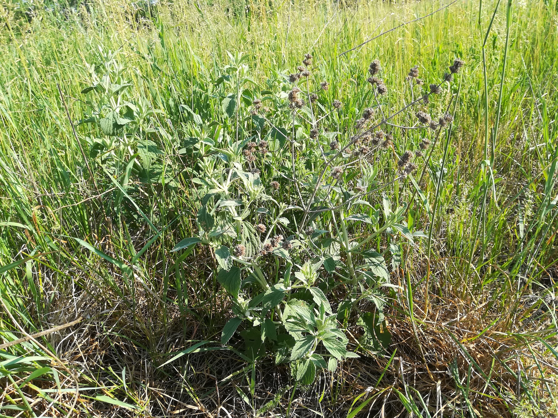 marrubium peregrinum bhf lassee_20180513_084225.jpg