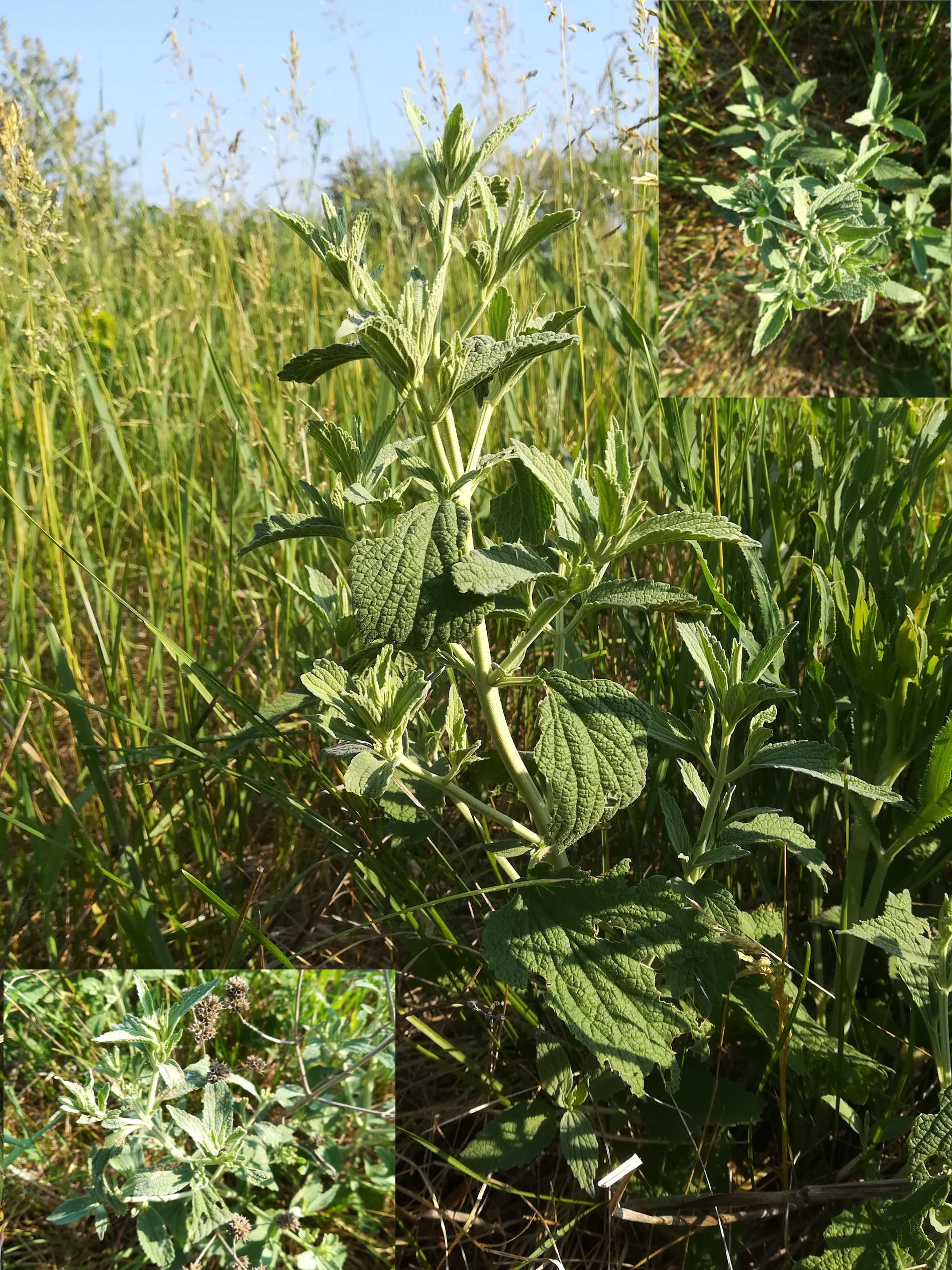 marrubium peregrinum bhf lassee_20180513_084310.jpg