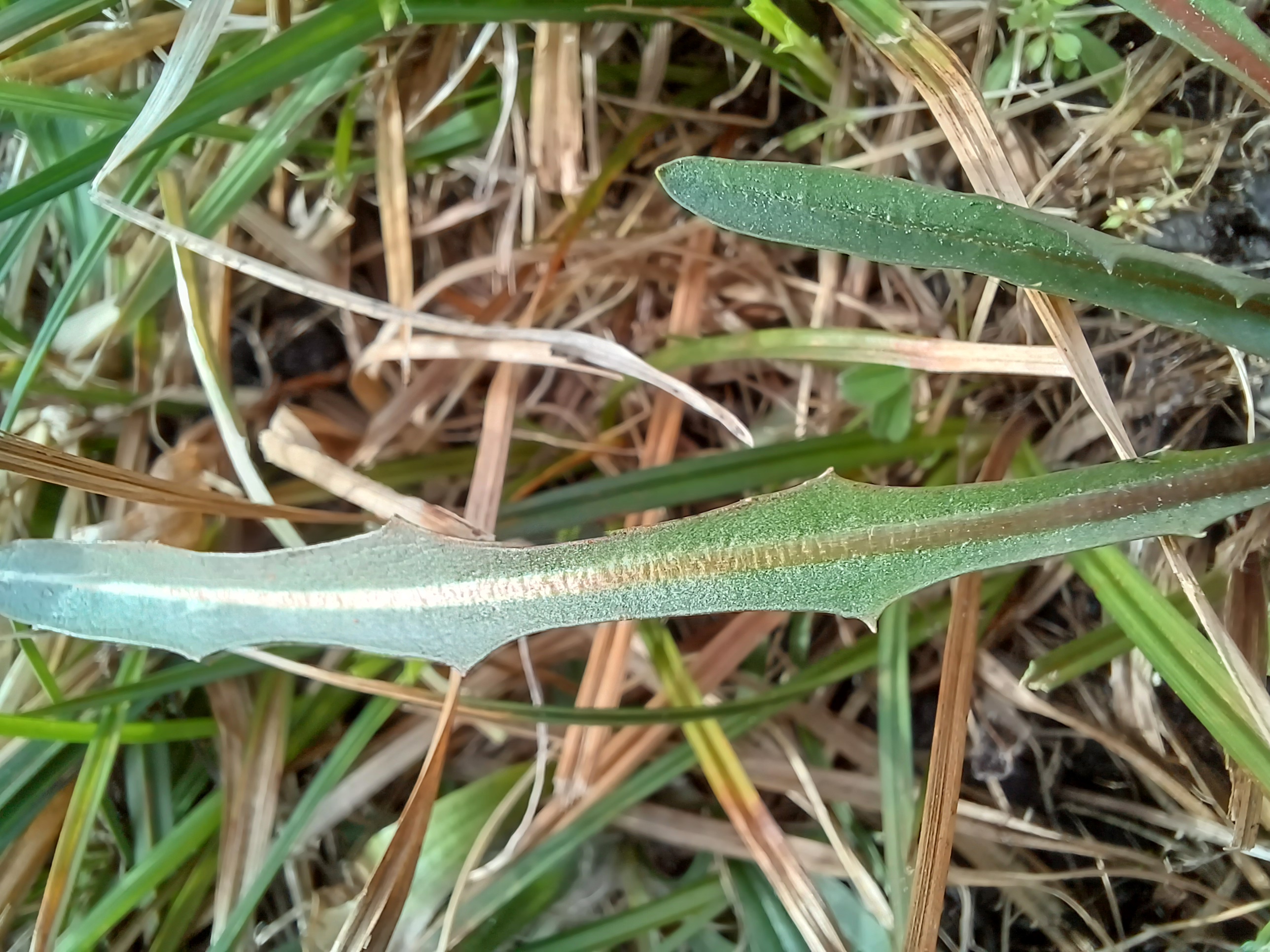 taraxacum cf. sect. palustria gramatneusiedl 20240326_122038.jpg