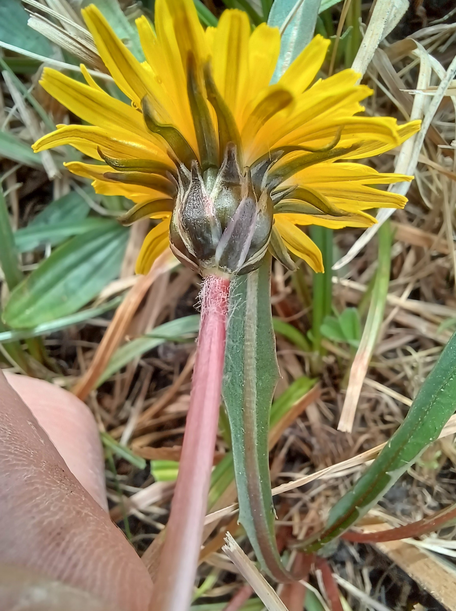 taraxacum cf. sect. palustria gramatneusiedl 20240326_122108.jpg