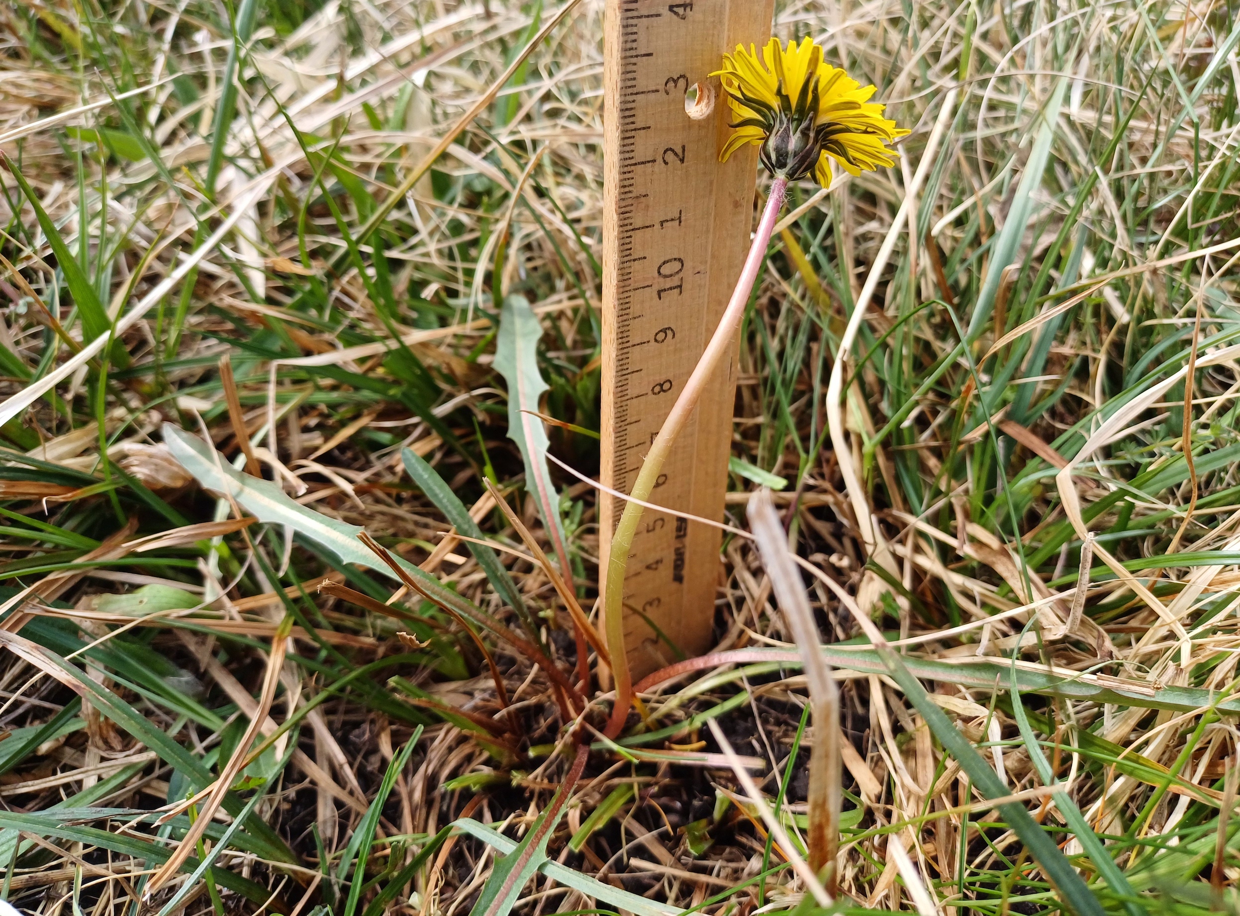 taraxacum cf. sect. palustria gramatneusiedl 20240326_122133.jpg