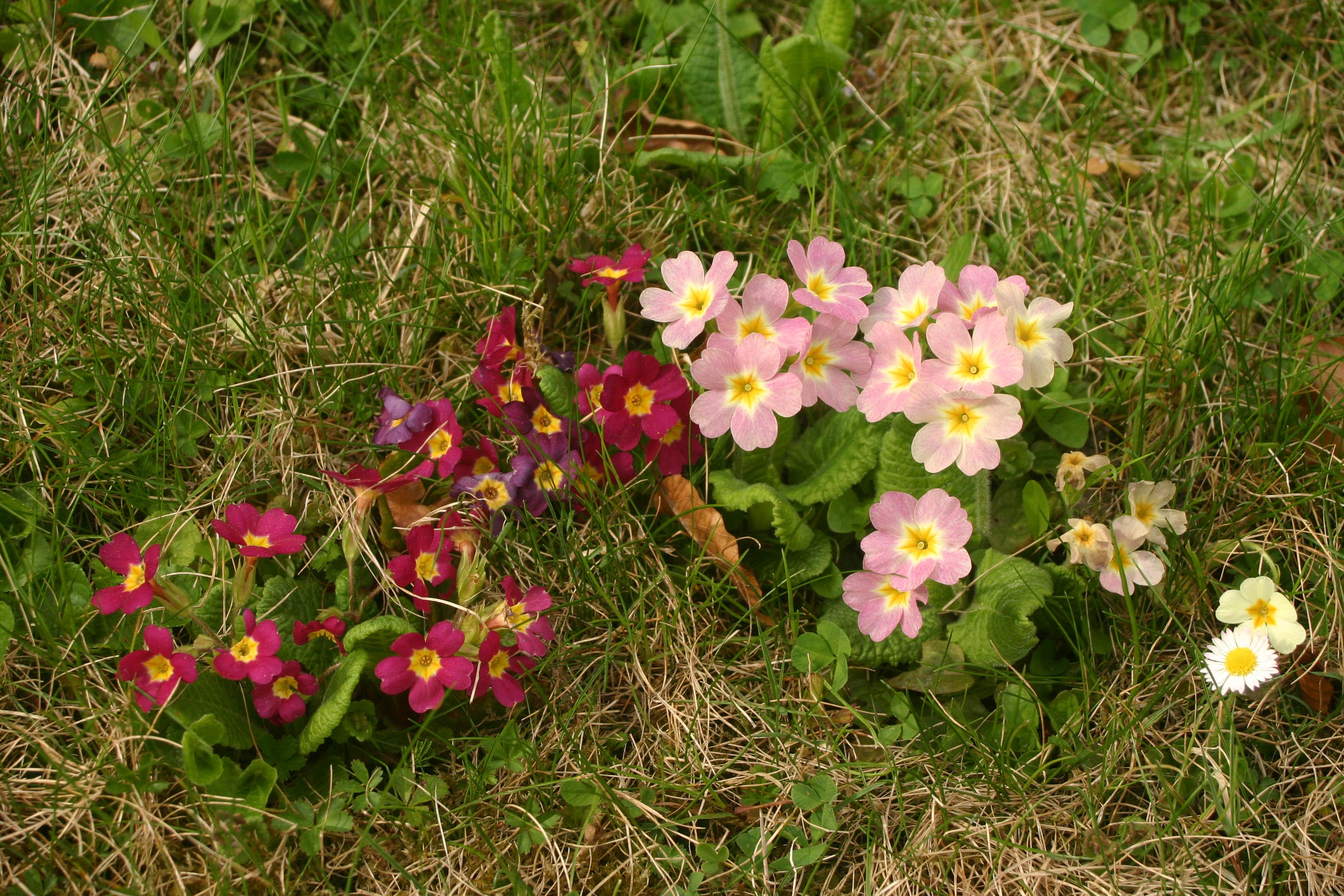 Primula-Elatior-Hybriden_Hallein2.jpg