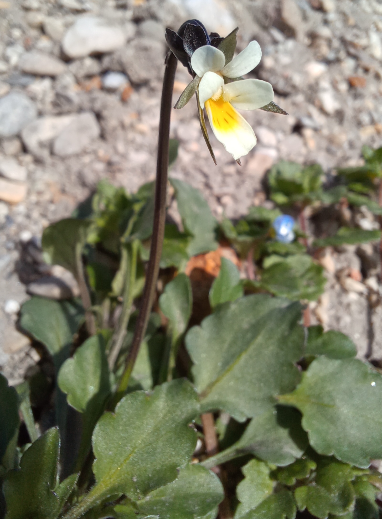 viola arvensis gramatneusiedl 20240326_094721.jpg