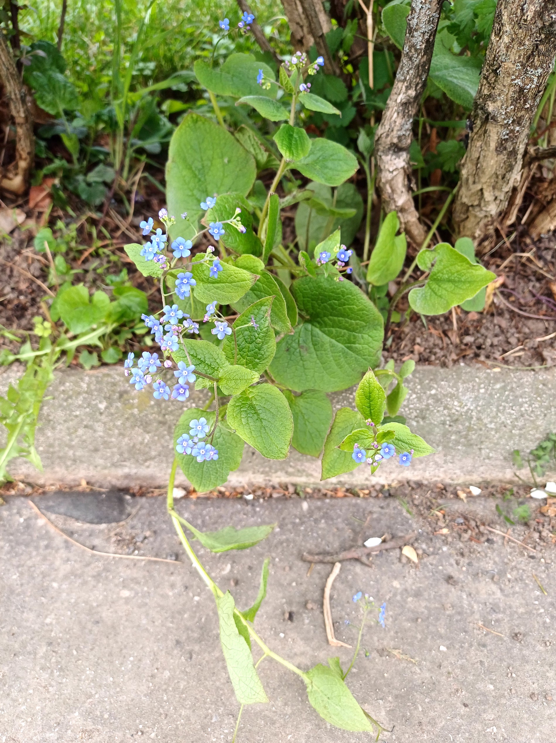 brunnera macrophylla kult hernalser hauptstraße höhe KH göttlicher heiland 20240327_085652.jpg