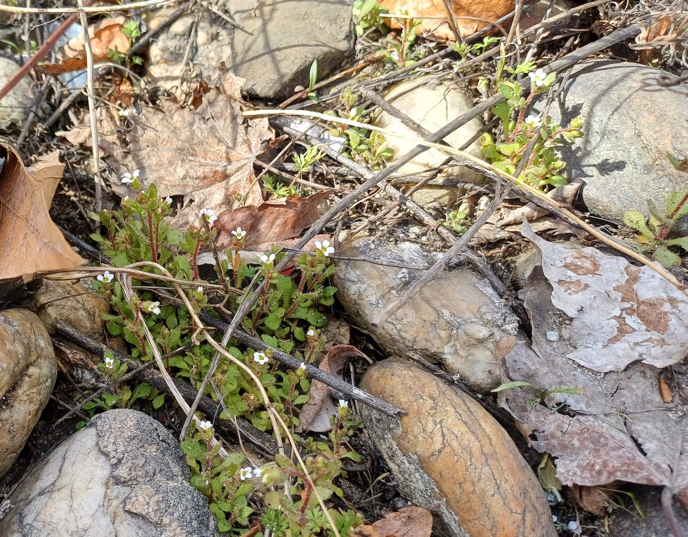 saxifraga tridactylites rennweg höhe HTL wien III 20240327_104415.jpg