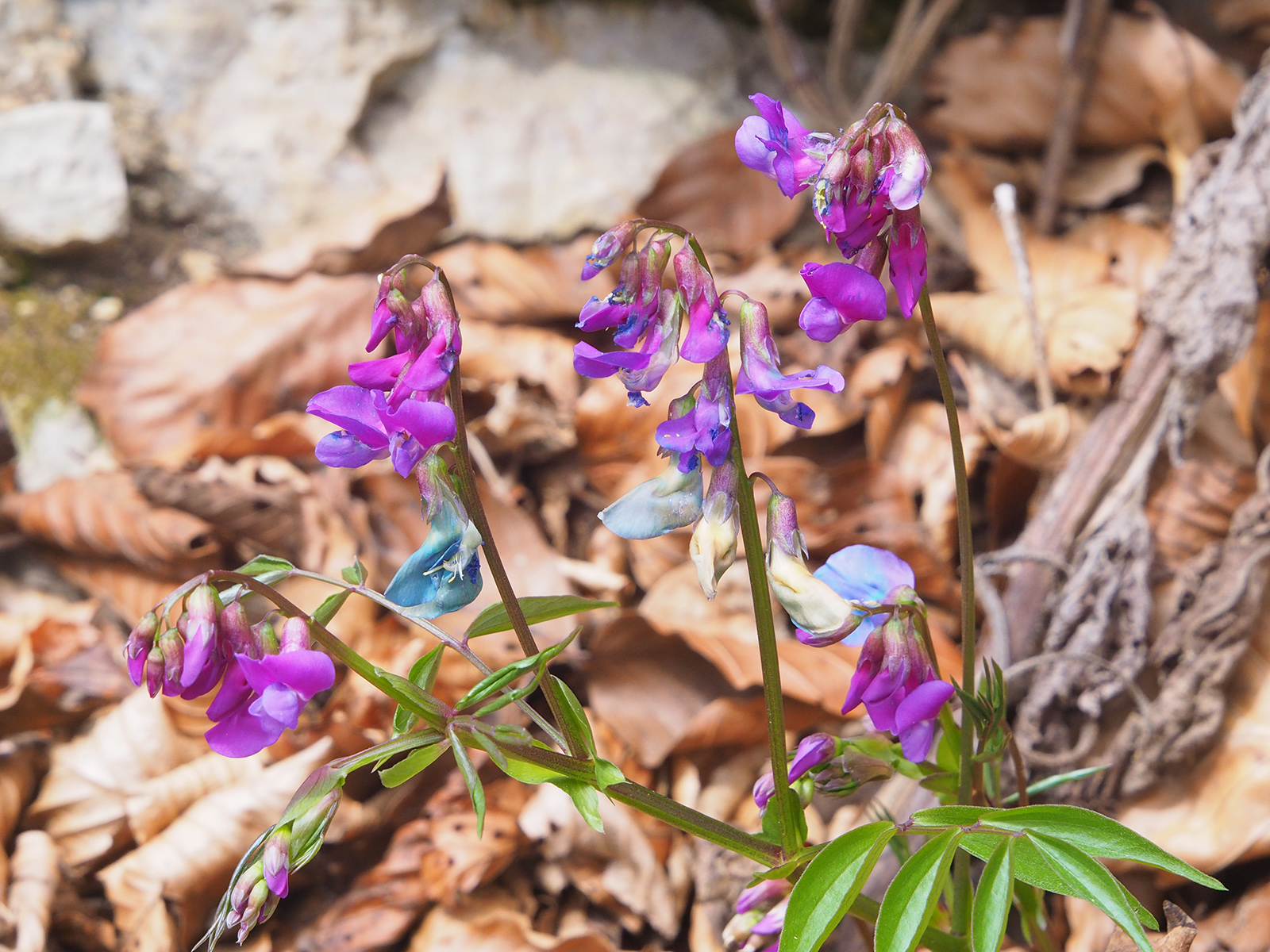 lathyrus vernus_admonterkogel.jpg