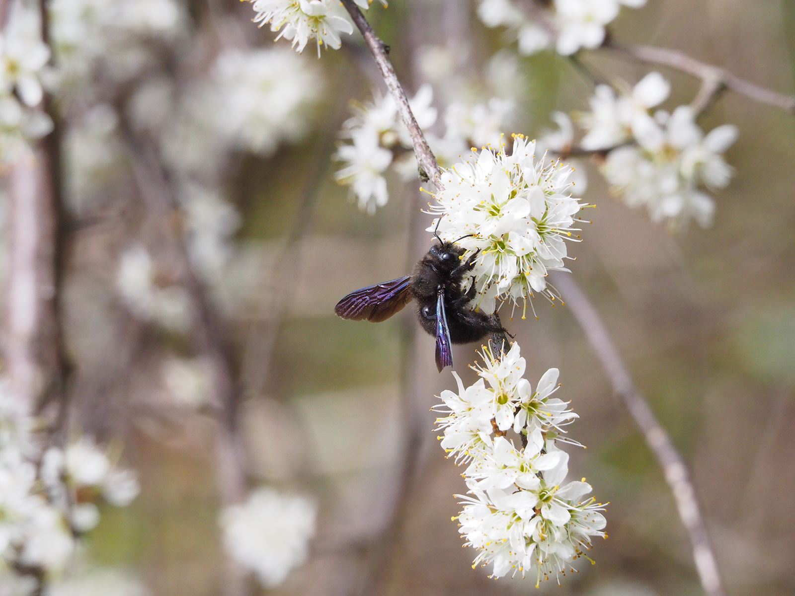 prunus_admonterkogel.jpg