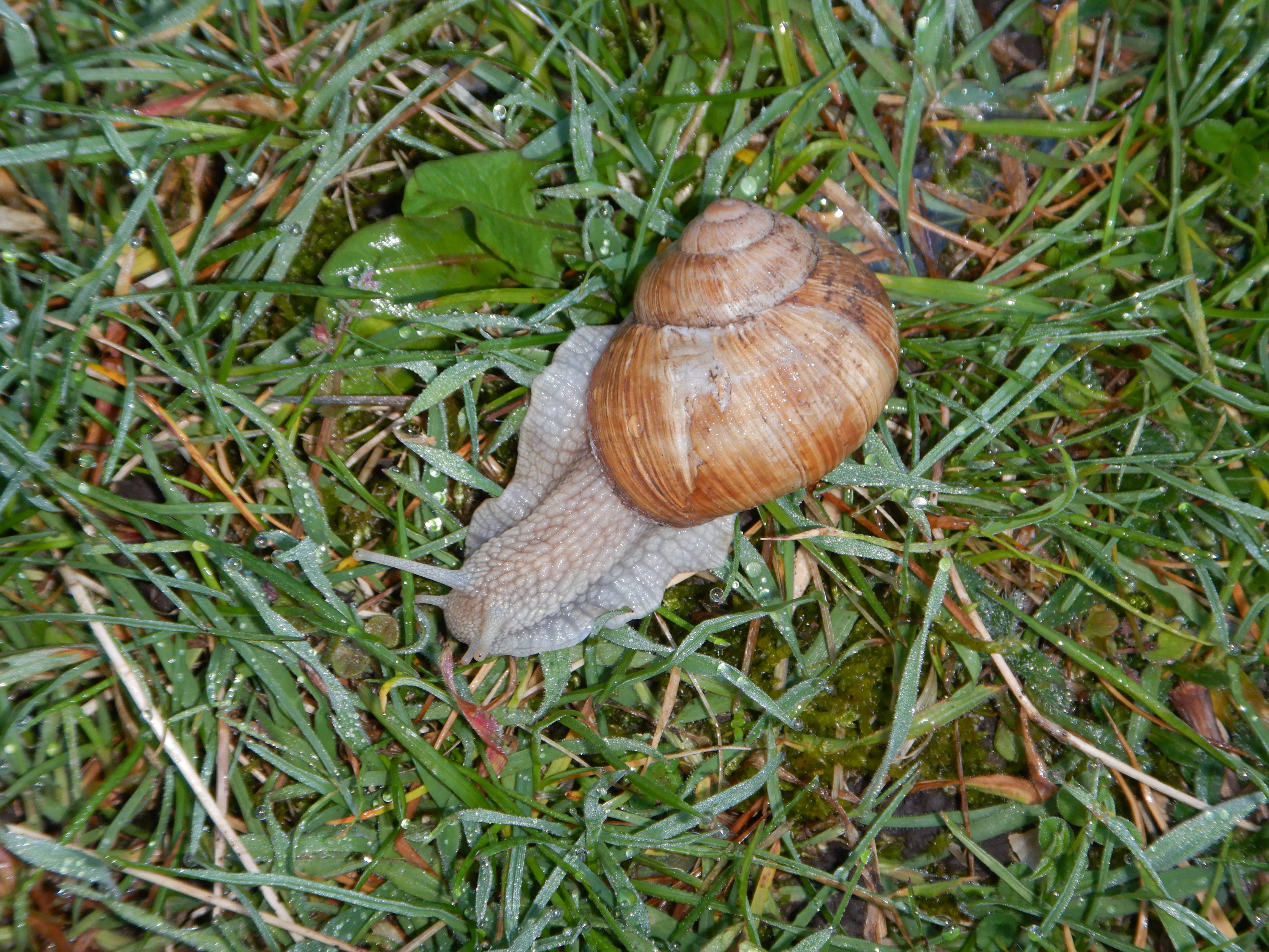 DSCN4964 morgenfrost prellenkirchen-mitte 2024-03-29, helix pomatia lässt sich nicht beirren, tau statt reif.jpg