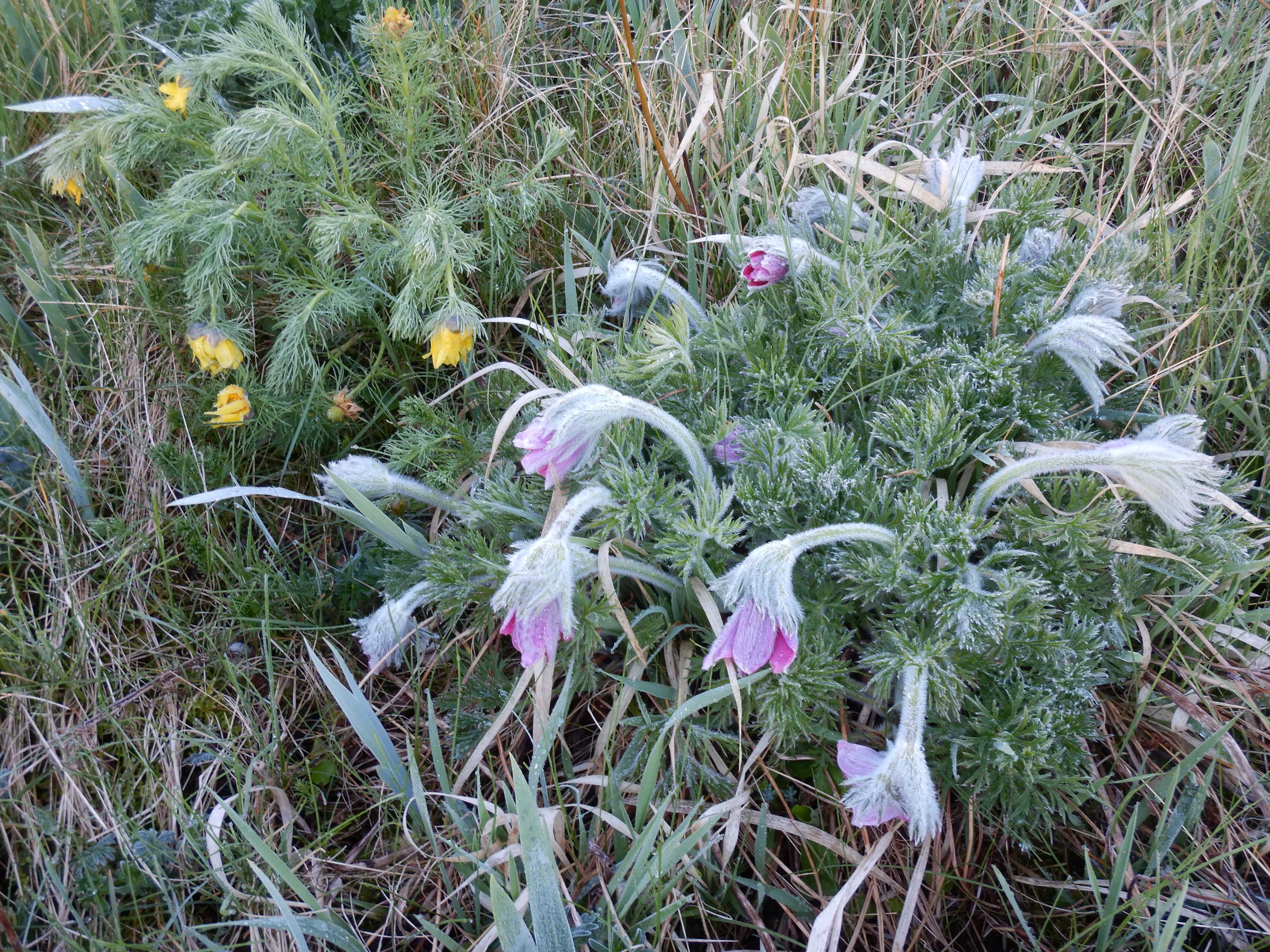 DSCN4973 morgenfrost prellenkirchen-mitte 2024-03-29, garten-pulsatilla und adonis vernalis.jpg