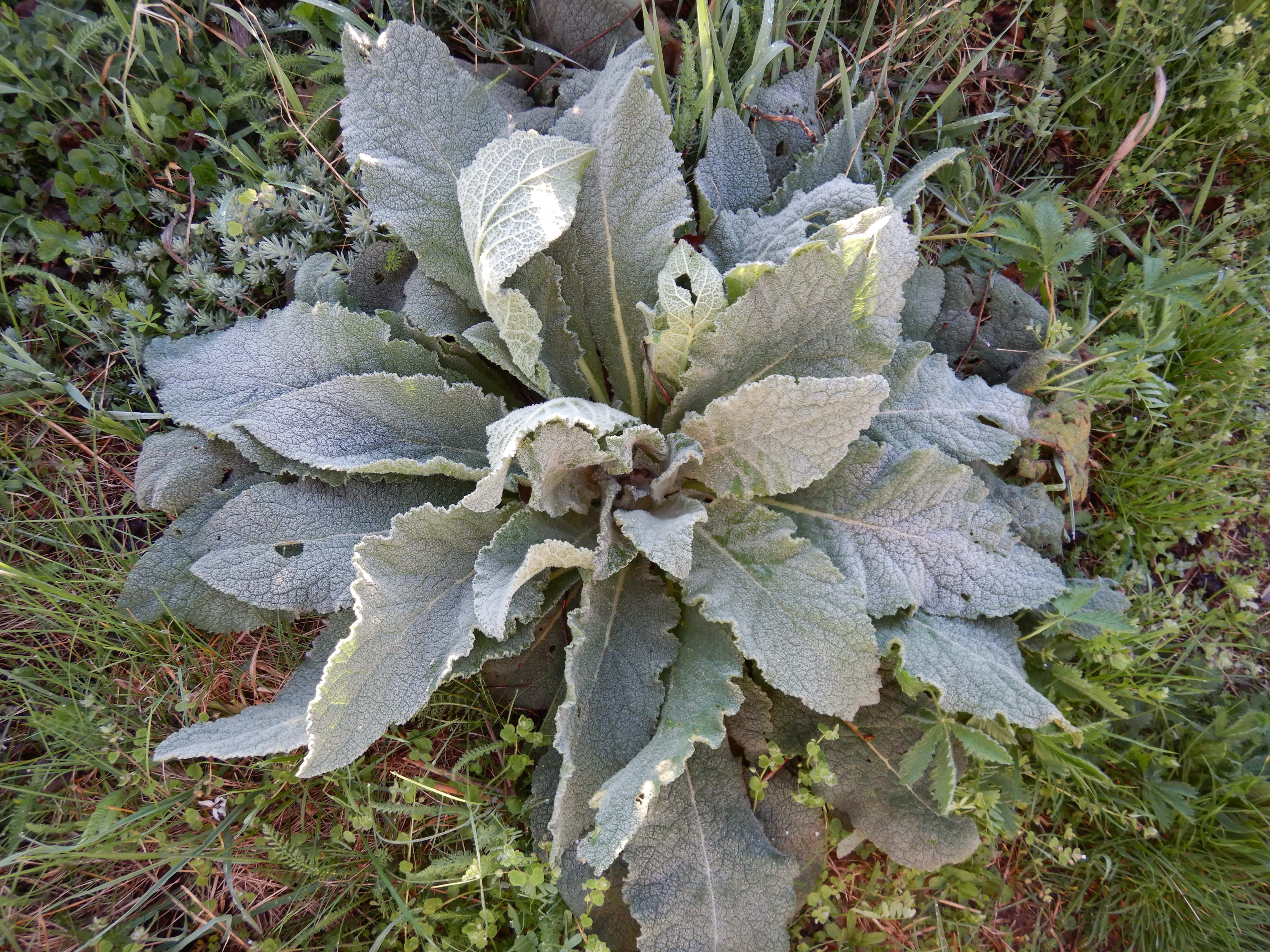 DSCN4976 morgenfrost prellenkirchen-mitte 2024-03-29, verbascum phlomoides.jpg