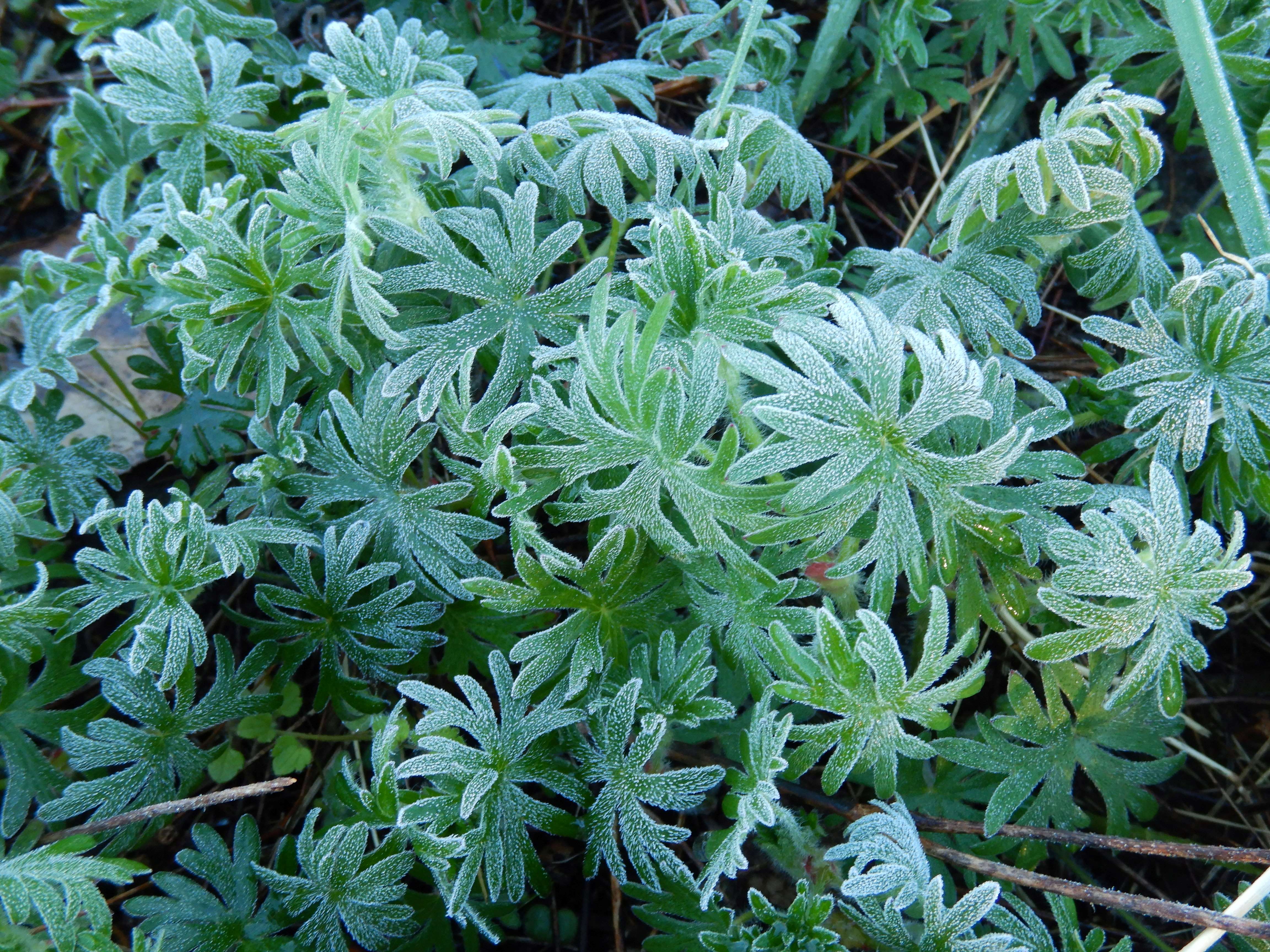 DSCN4979 morgenfrost prellenkirchen-mitte 2024-03-29, geranium sanguineum.jpg