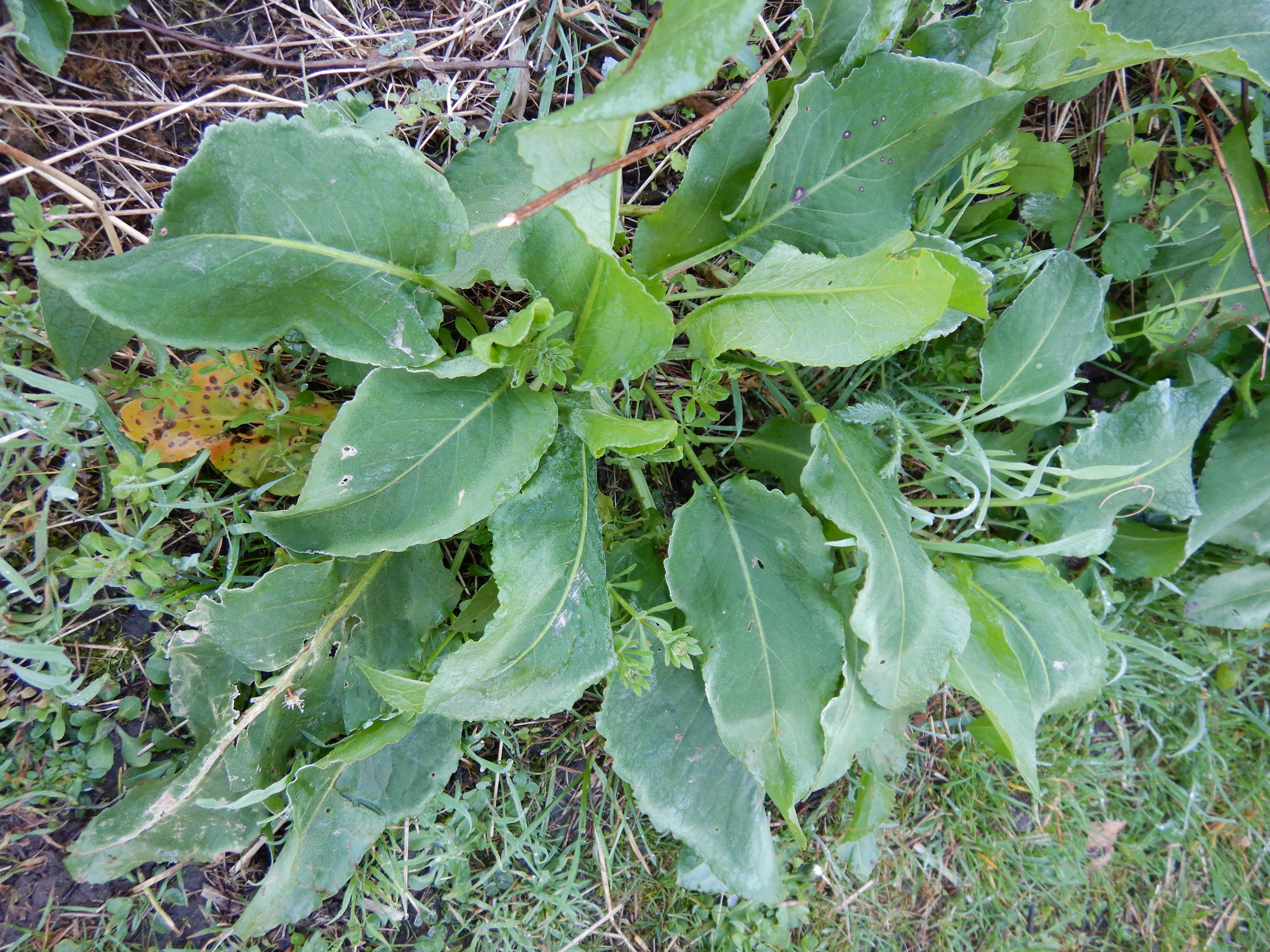 DSCN4980 morgenfrost prellenkirchen-mitte 2024-03-29, steifer rumex patientia.jpg