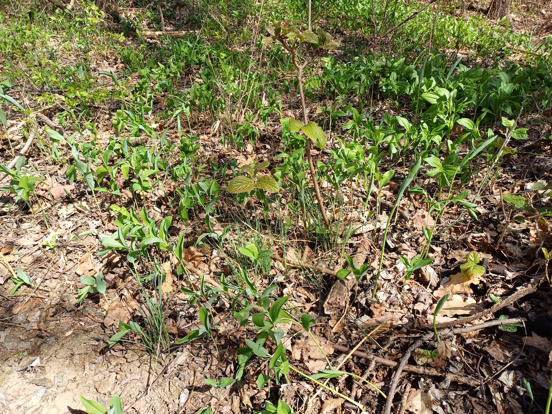 polygonatum multiflorum u latifolium syntop königsberg enzersdorf 20240329_105508.jpg