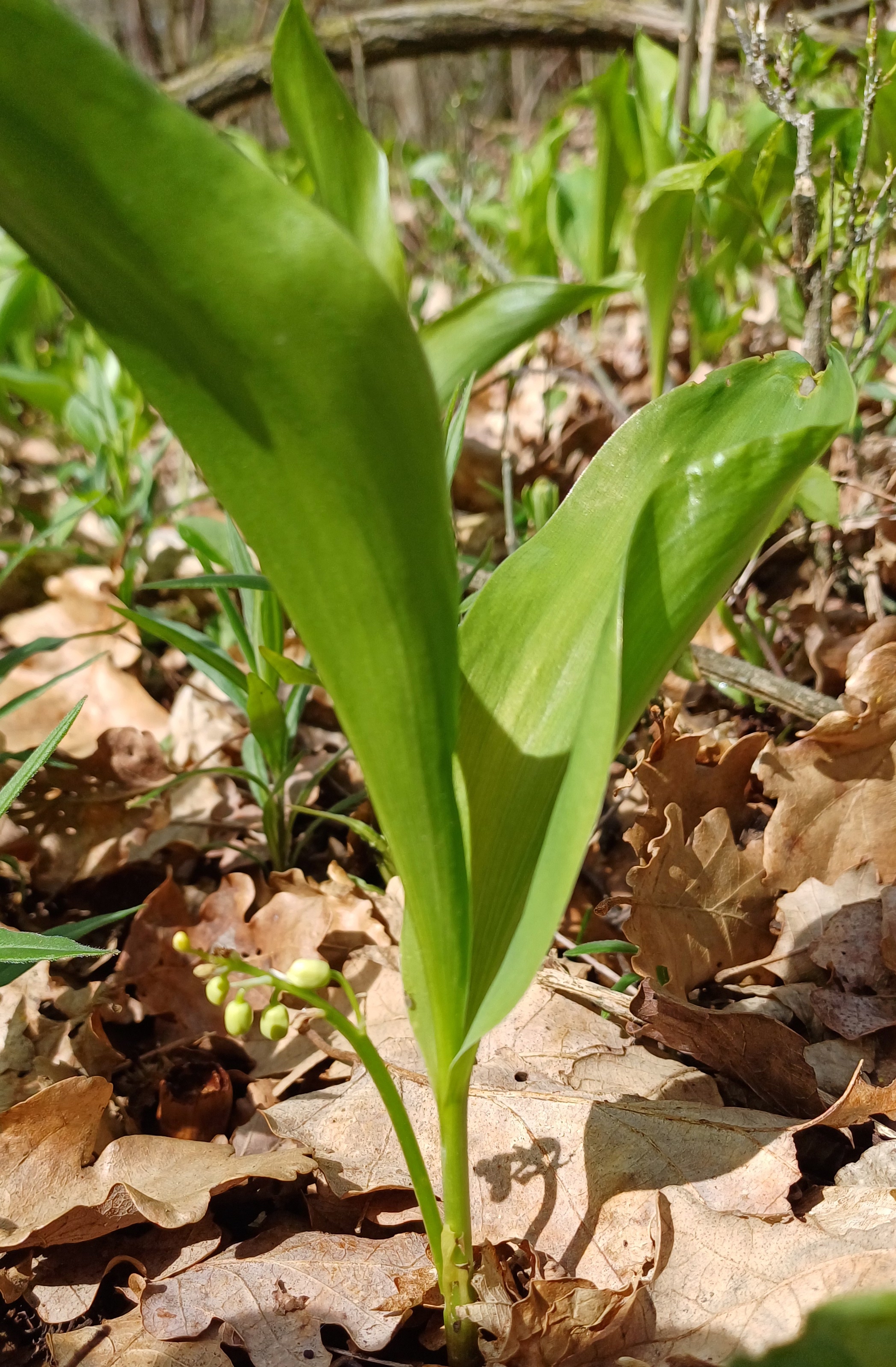 convallaria majalis königsberg enzersdorf 20240329_105731.jpg