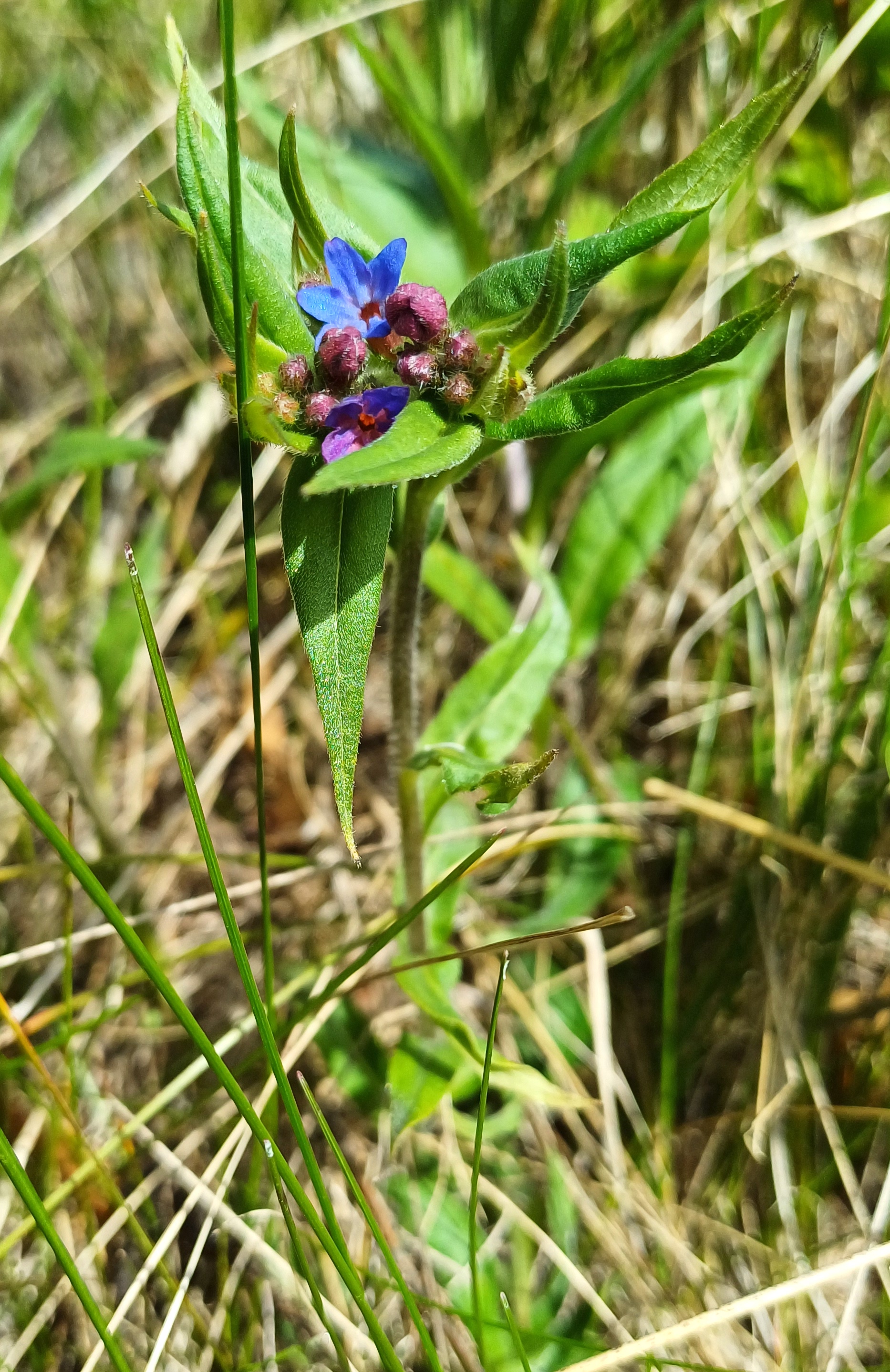 aegonychon purpurocaeruleum königsberg enzersdorf 20240329_111243.jpg