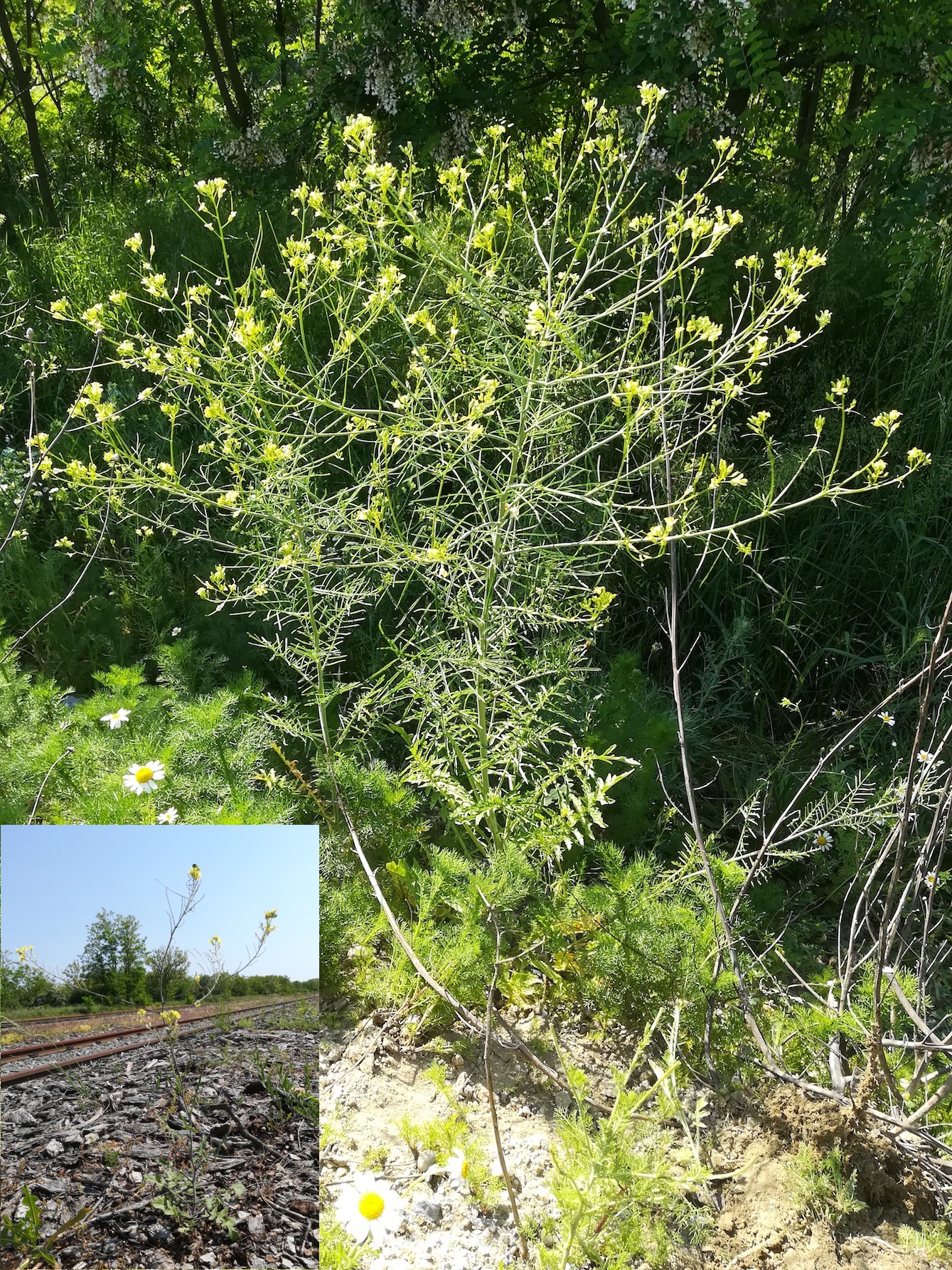 sisymbrium altissimum nahe bhf lassee_20180513_095413.jpg