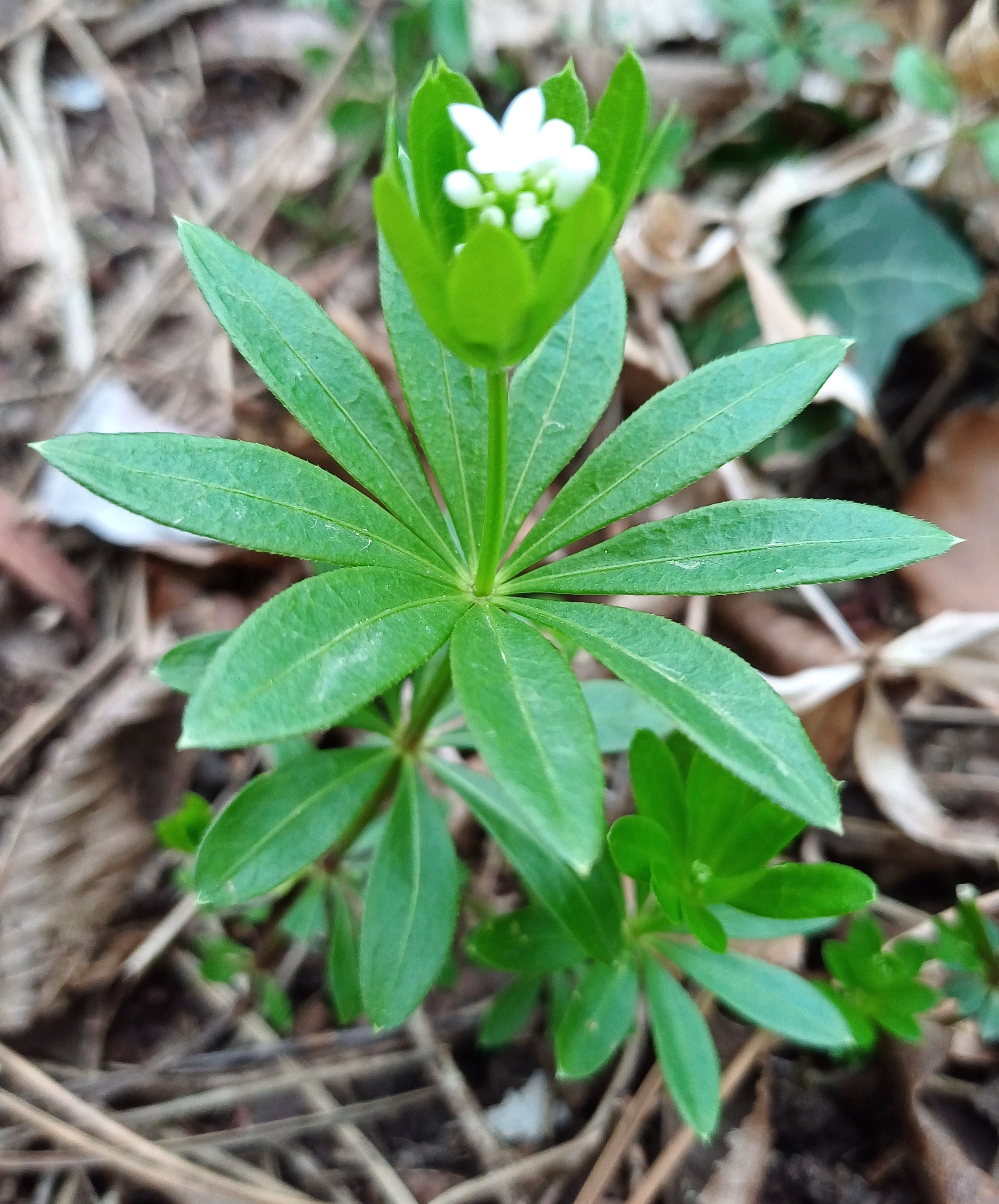 galium ododarum helenental burgstall baden 20240330_092730.jpg