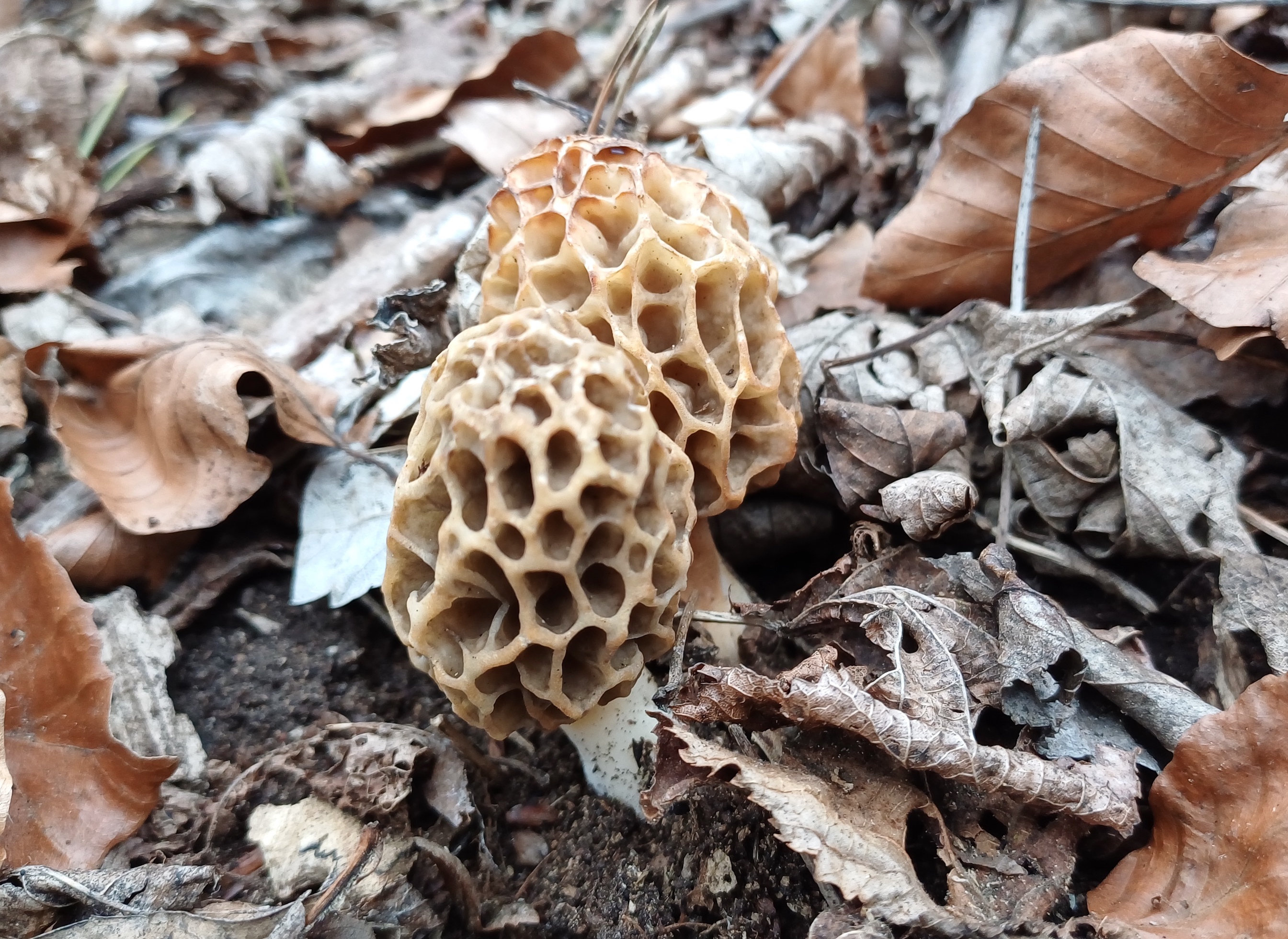 morchella sp. helenental kleespitz baden 20240330_095209.jpg