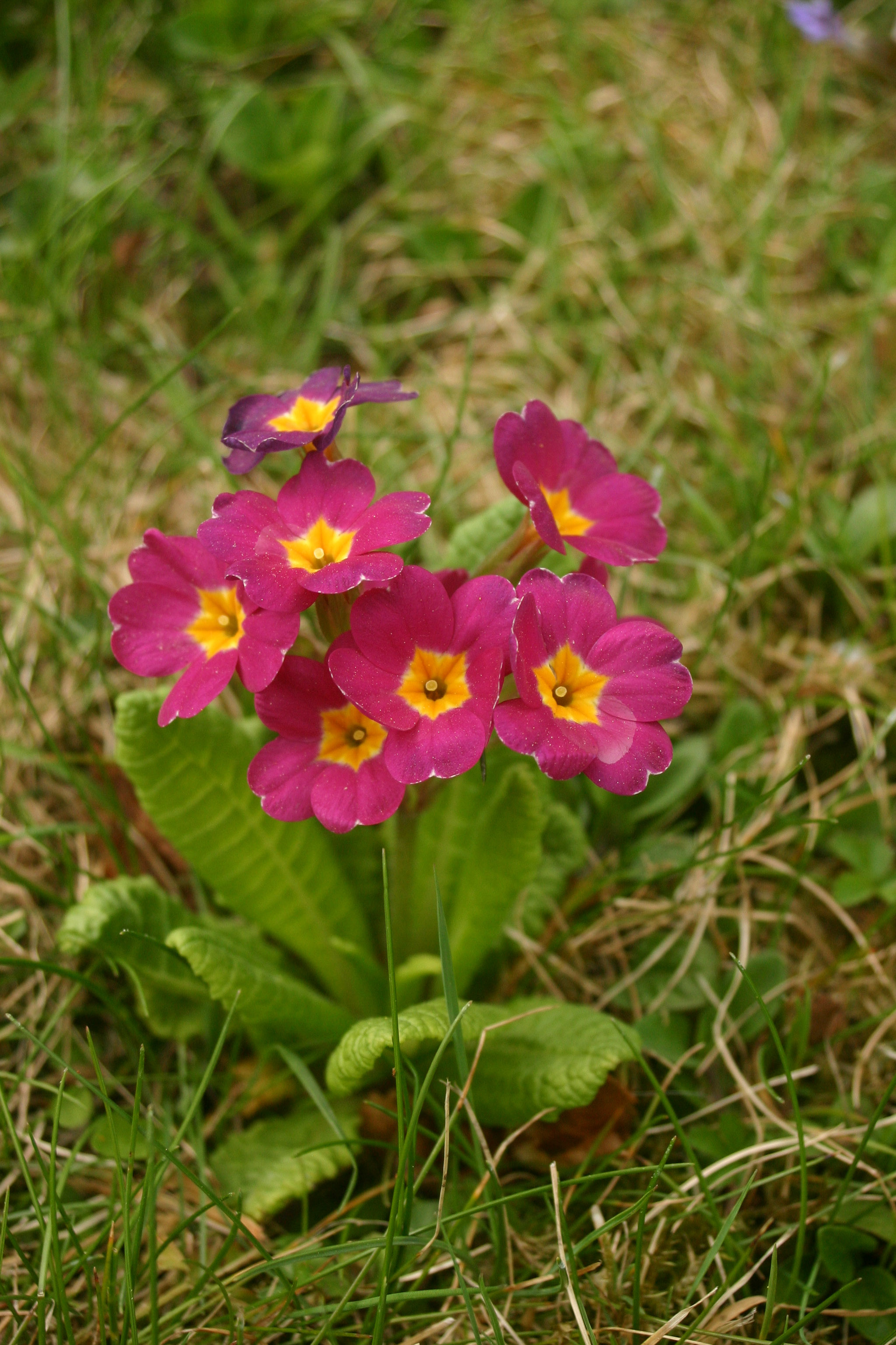 Primula-Elatior-Hybriden_Hallein1.jpg