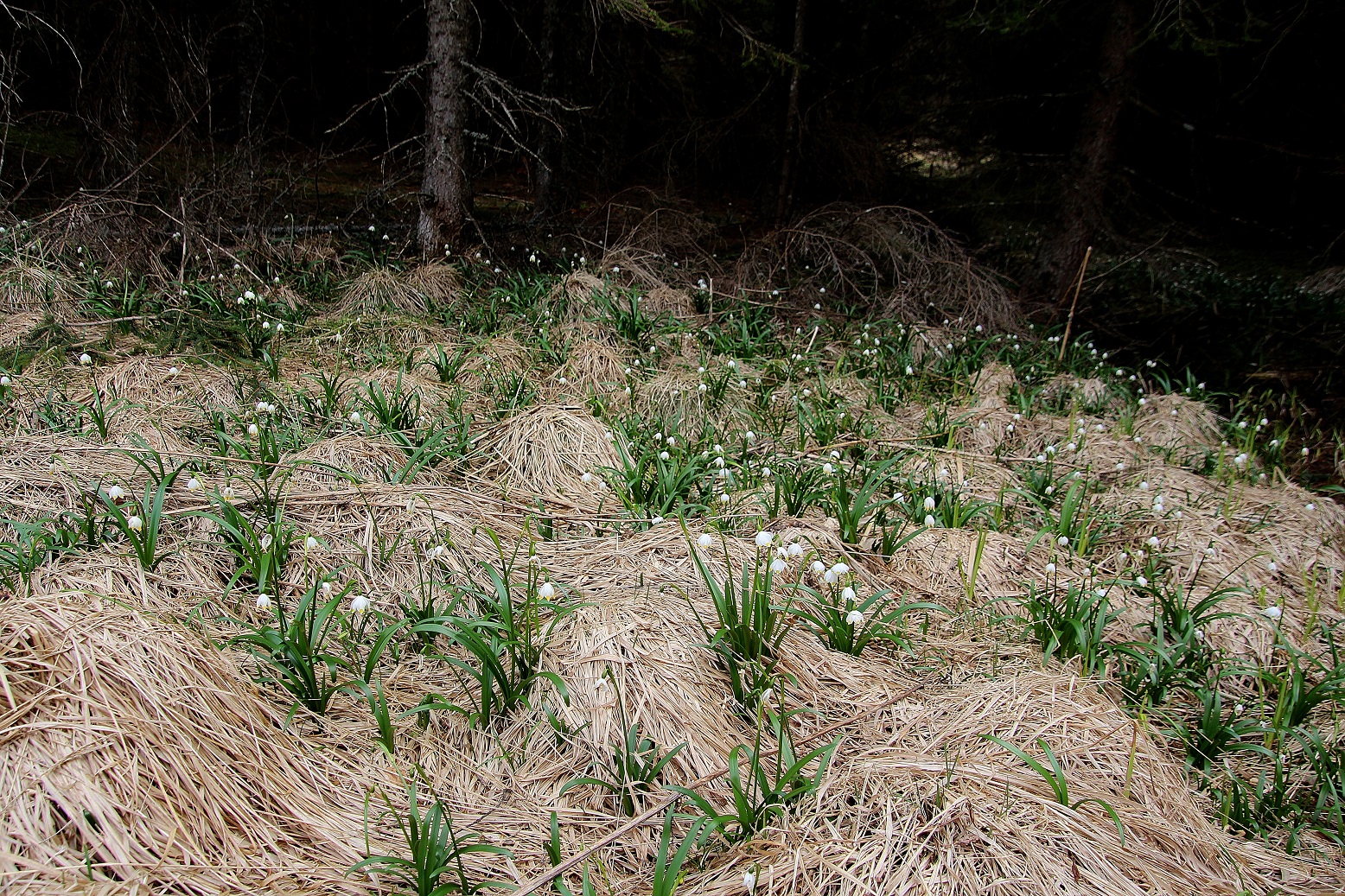 Fl - 30032024 - (41) -  Leucojum vernum - Frühlings-Knotenblume.JPG