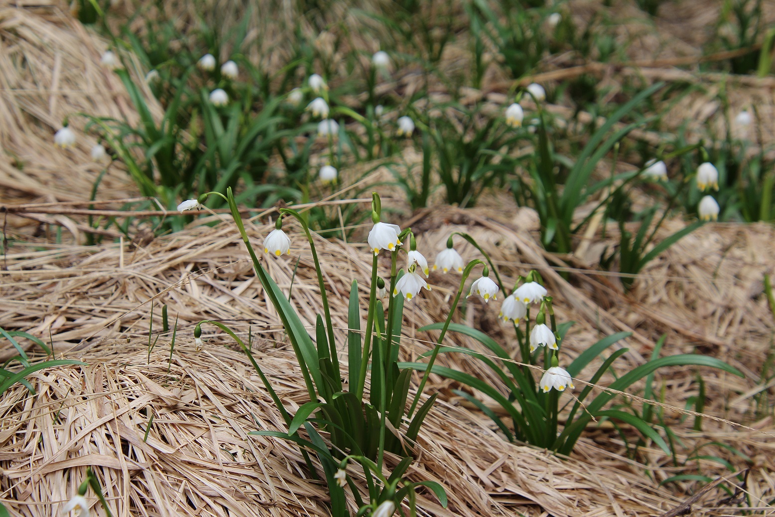 Fl - 30032024 - (42) -  Leucojum vernum - Frühlings-Knotenblume.JPG