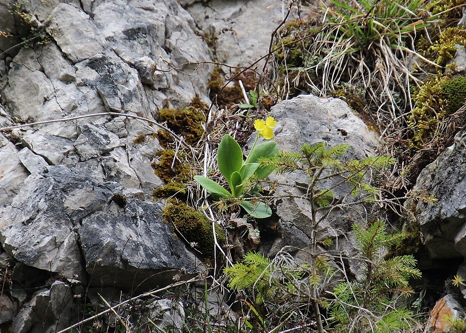 F - 30032024 - (72) - - Primula auricula - Alpen-Aurikel.JPG