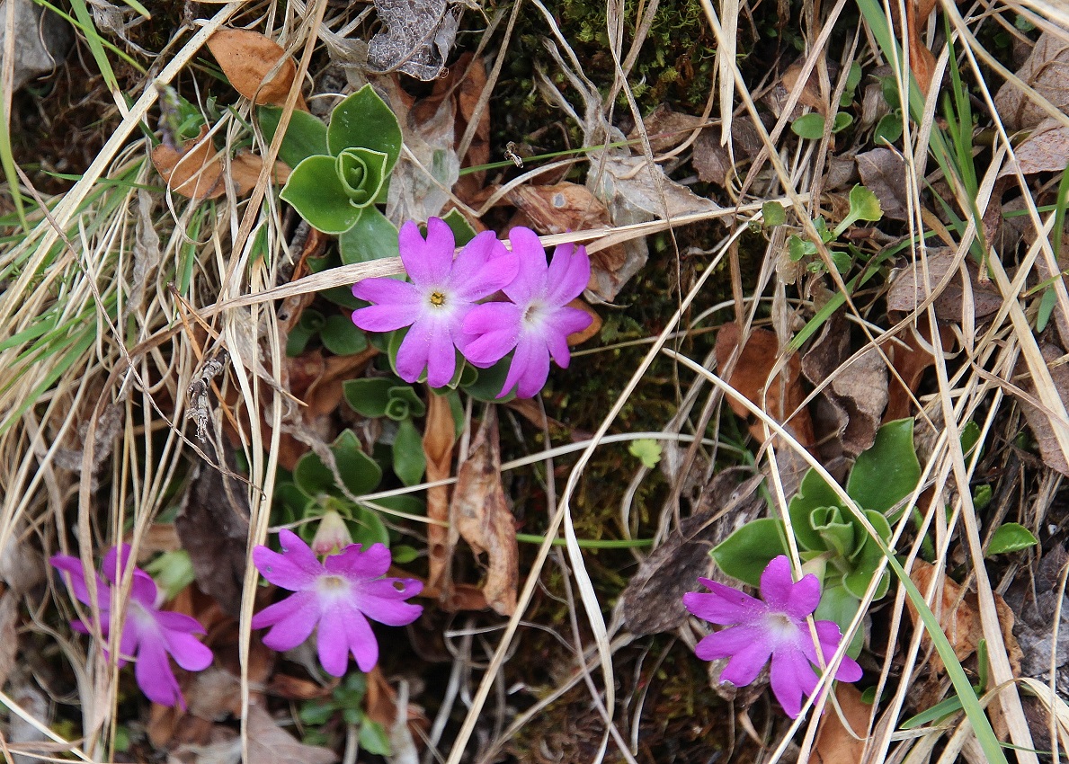F - 30032024 - (104) -  Primula clusiana - Clusius-Primel.JPG