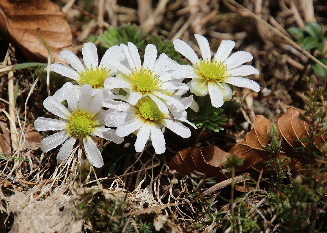 F - 30032024 - (165) -  Callianthemum anemonoides - Anemonen-Schmuckblümchen.JPG