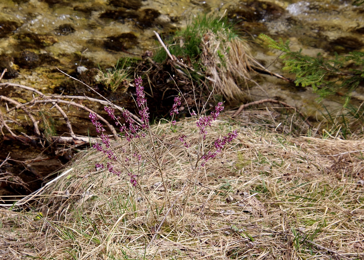 Fl - 30032024 - (97) - - Daphne mezereum - Echter Seidelbast.JPG