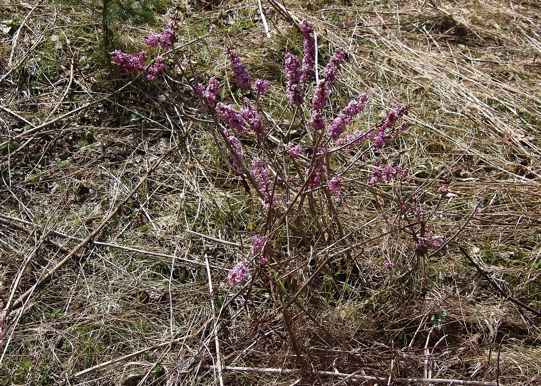 Fl - 30032024 - (99) - - Daphne mezereum - Echter Seidelbast.JPG