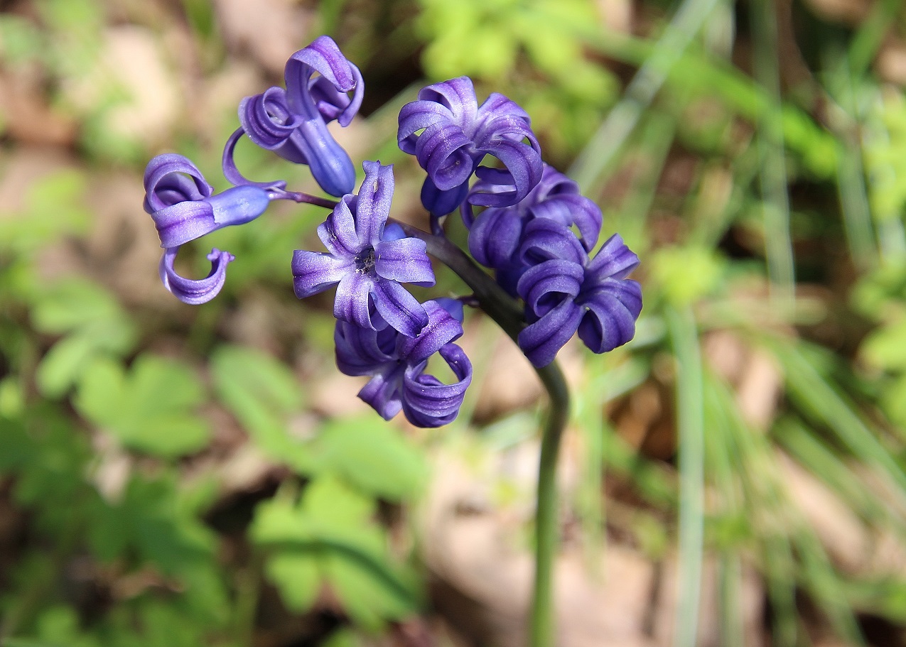 Hainburg - 29032024 - (53) - Hyacinthus orientalis - Hyazinthe.JPG