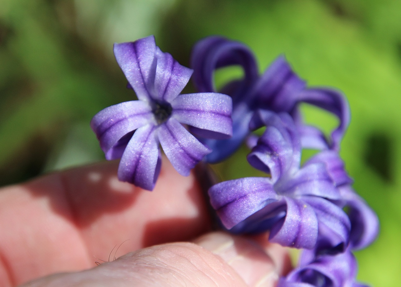 Hainburg - 29032024 - (54) - Hyacinthus orientalis - Hyazinthe.JPG