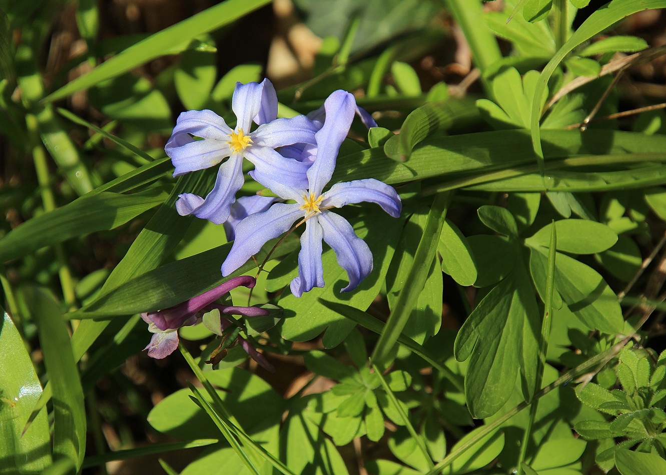 Hainburg - 29032024 - (64) - Scilla forbesii - Schneeglanz.JPG