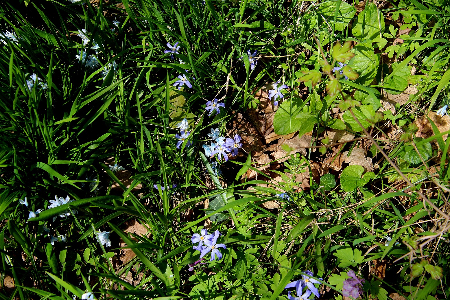 Hainburg - 29032024 - (65) - Scilla forbesii - Schneeglanz.JPG