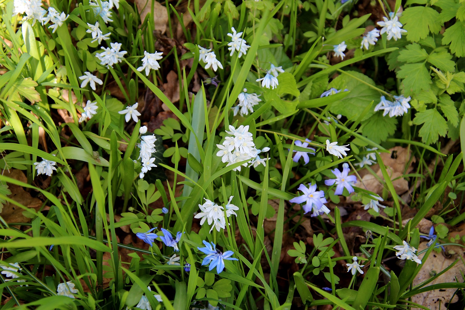 Hainburg - 29032024 - (60) - Puschkinia libanotica - Puschkinie und Scilla forbesii - Schneeglanz.JPG