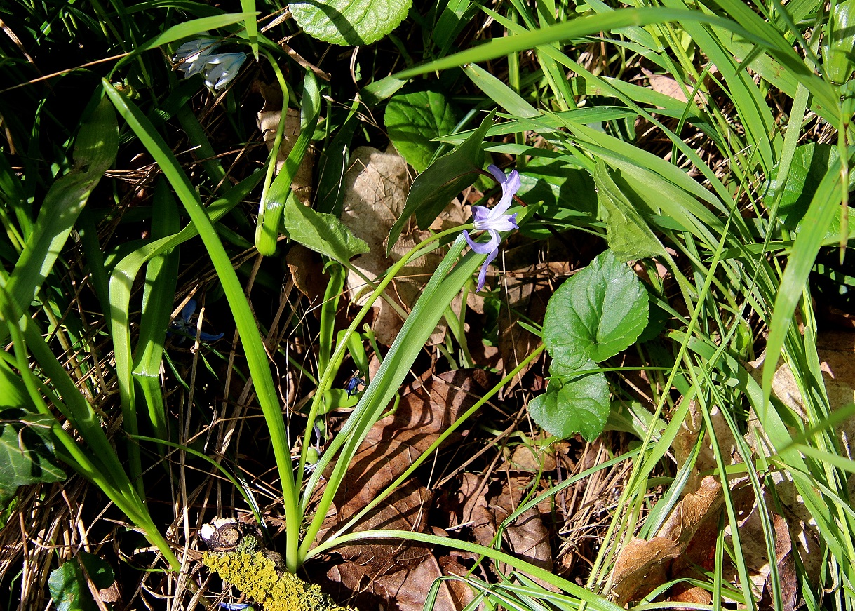 Hainburg - 29032024 - (70) -  Scilla forbesii - Schneeglanz.JPG