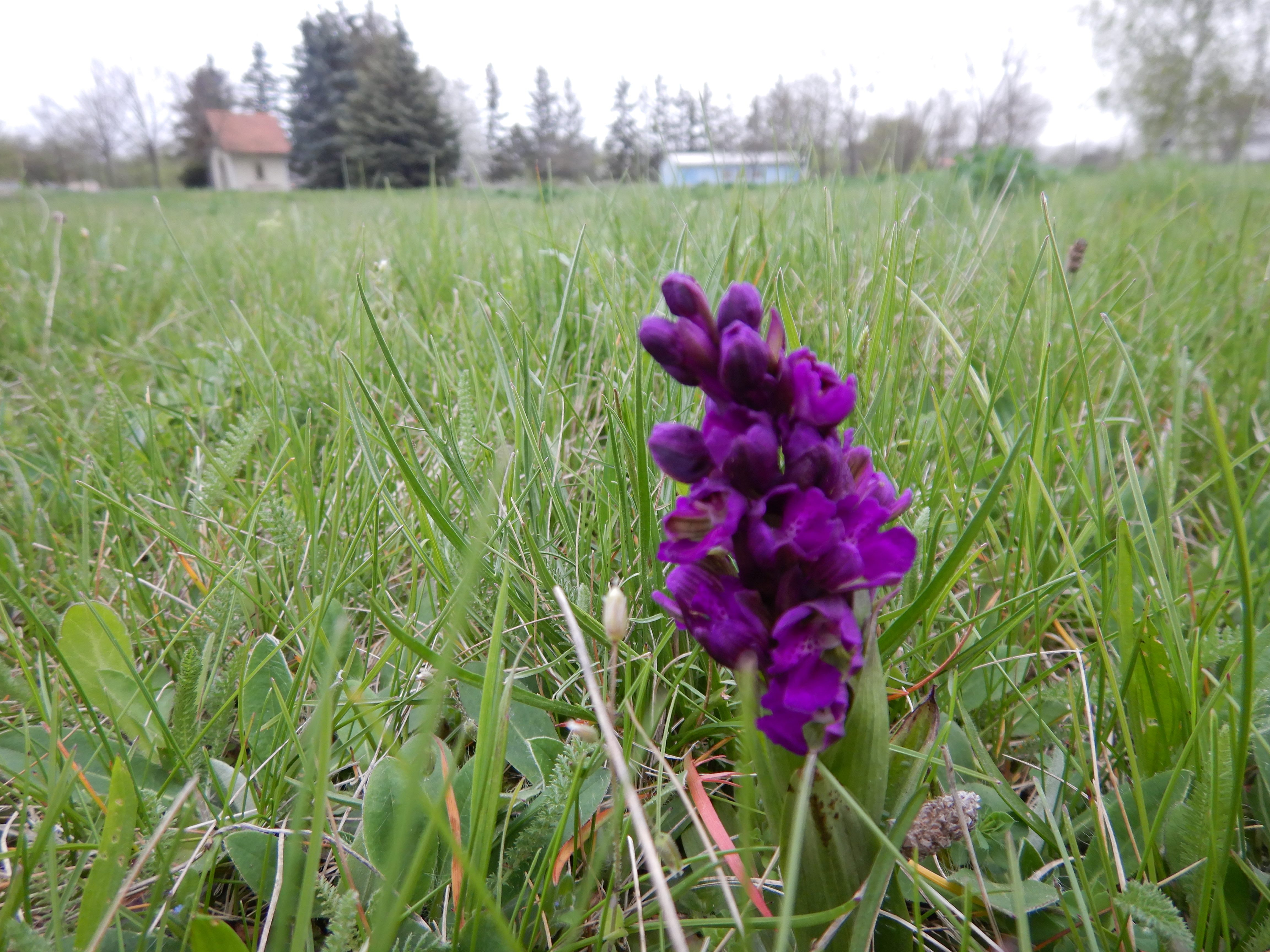 DSCN5151 anacamptis morio, prellenkirchen-mitte, 2024-04-01.jpg