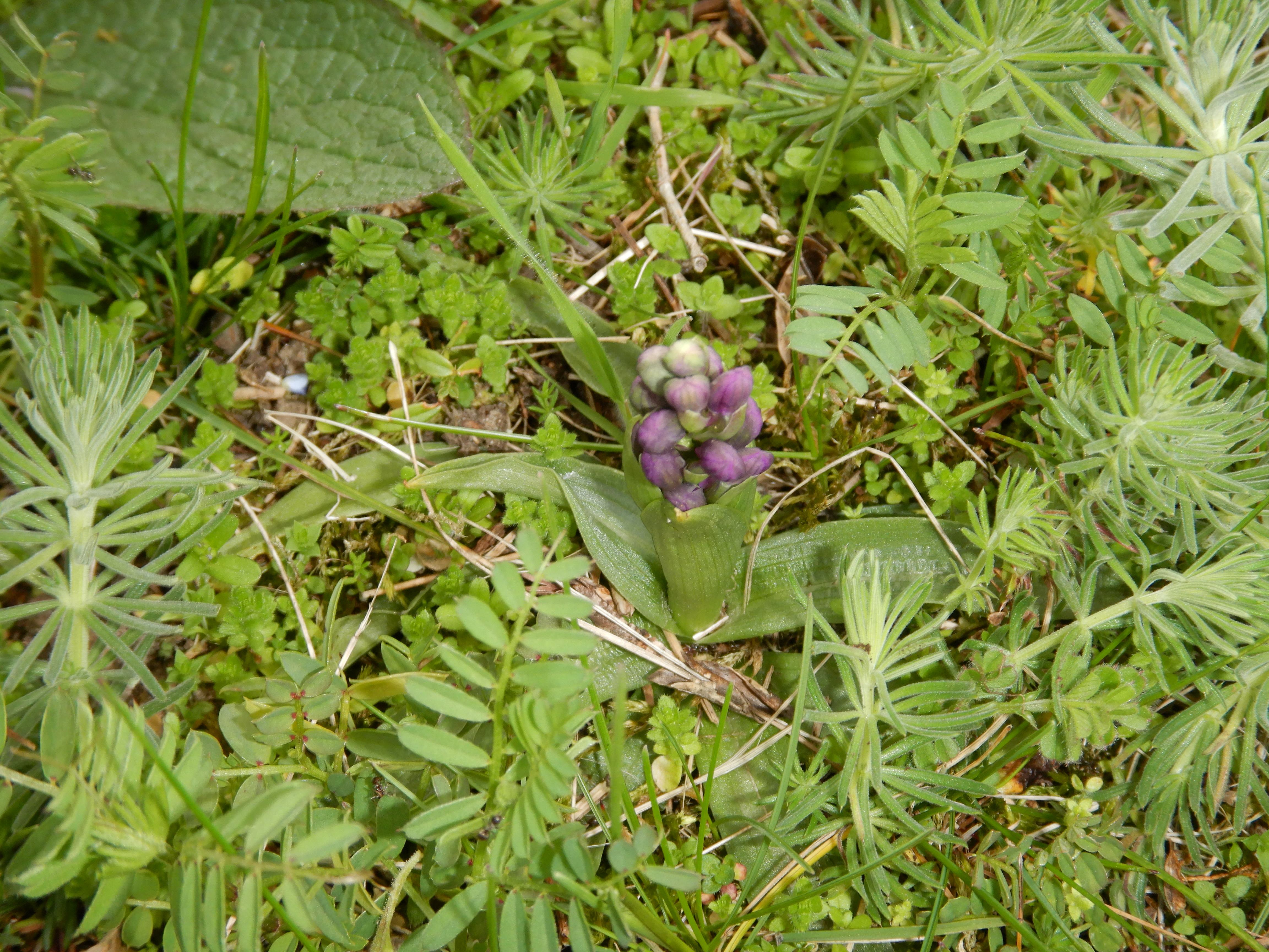 DSCN5157 anacamptis morio, prellenkirchen-mitte, 2024-04-01.jpg