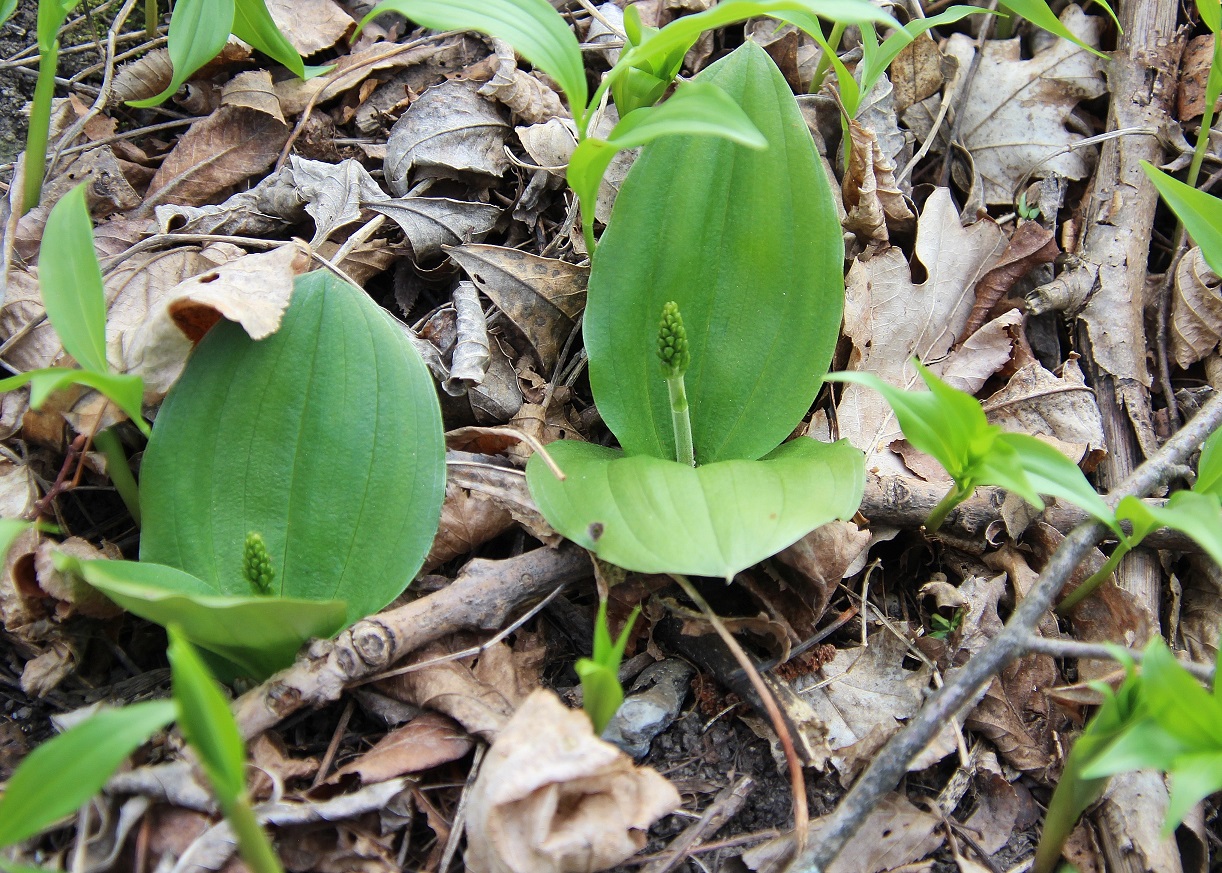 S- 29032024 - (16) - - Neottia ovata - Gross-Zweiblatt.JPG