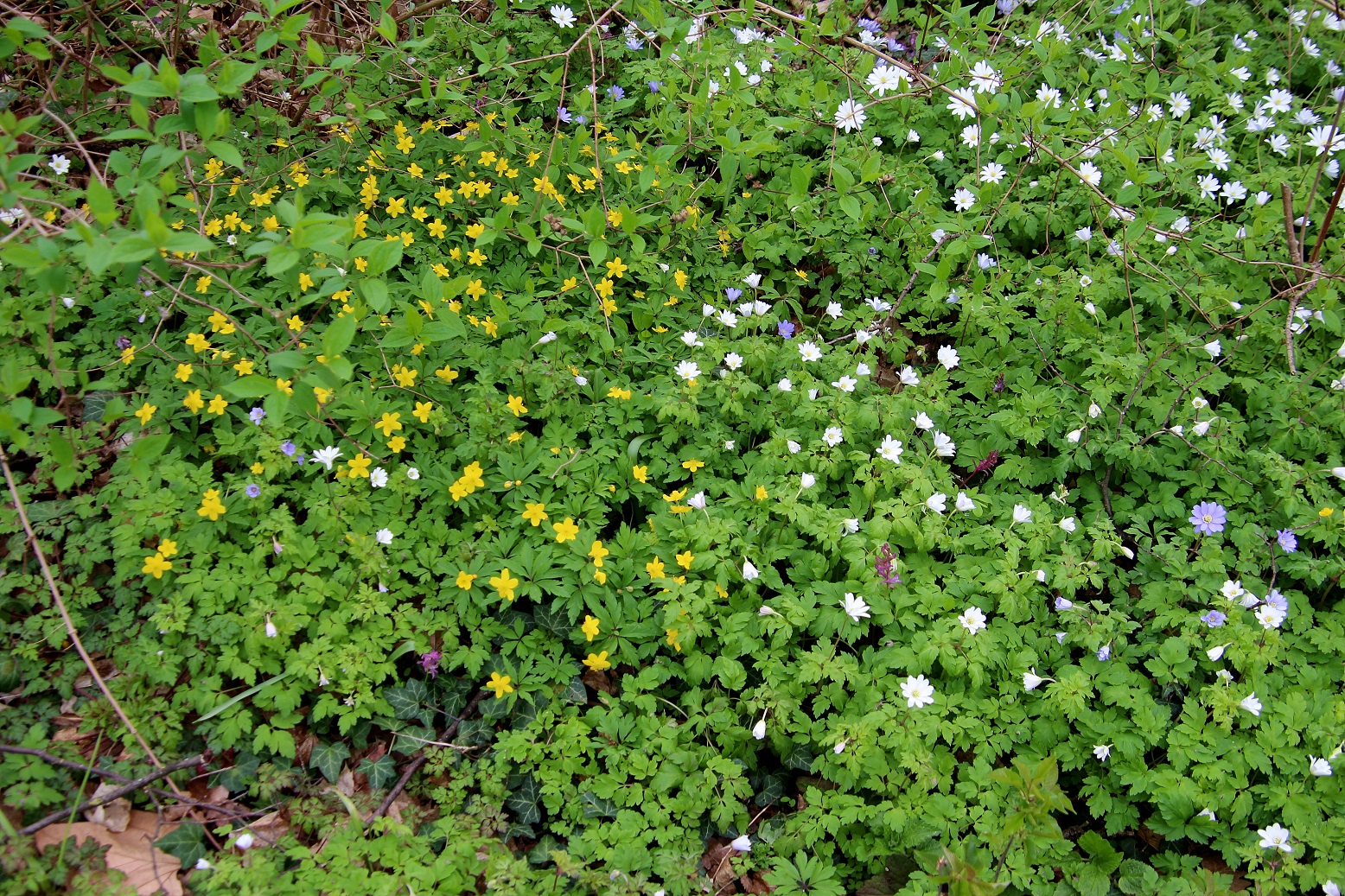 Seibersdorf -  Anemone apennina - und Anemone ranunculoides.JPG