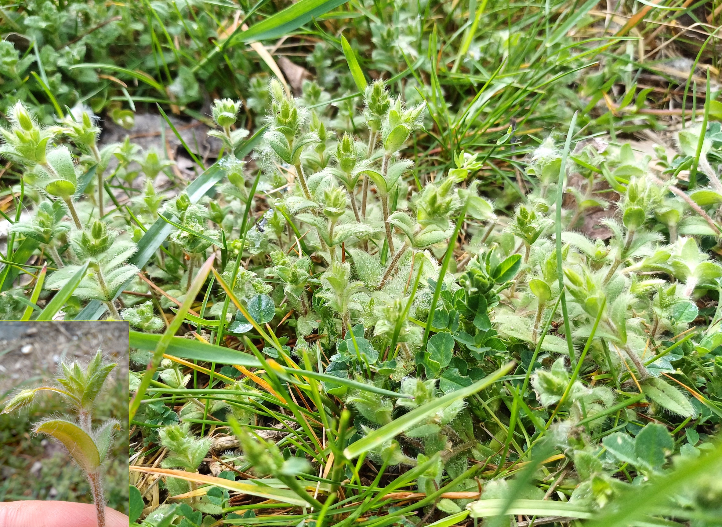 cerastium brachypetalum s. str. albern hochwasserdamm bei eisenbahn 20240405_095844.jpg