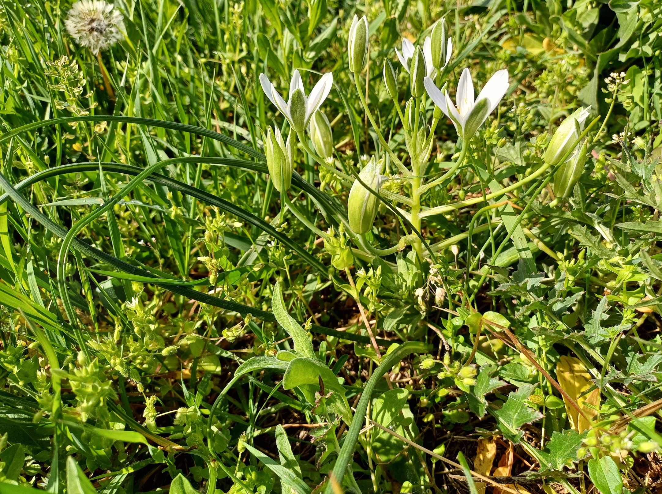 ornithogalum umbellatum agg. albern hochwasserdamm bei eisenbahn 20240405_094418.jpg