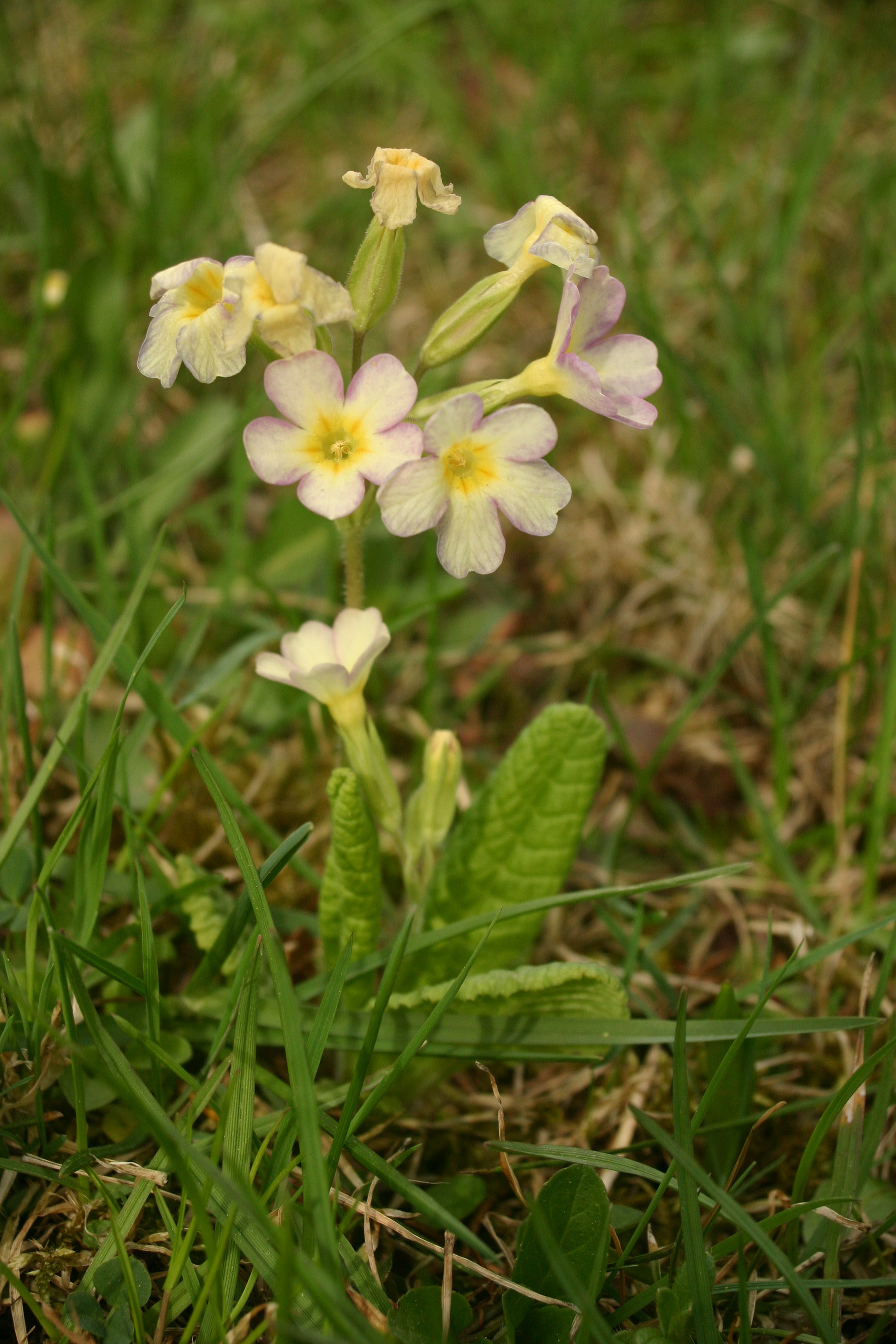 Primula-Elatior-Hybriden_Hallein3.jpg